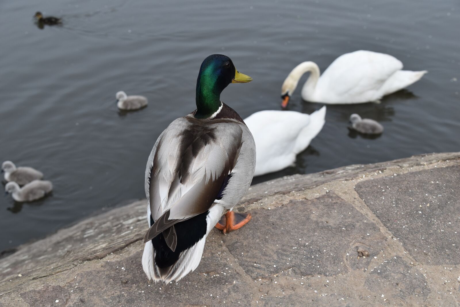 Nikon D5500 sample photo. Duck, pond, bird photography