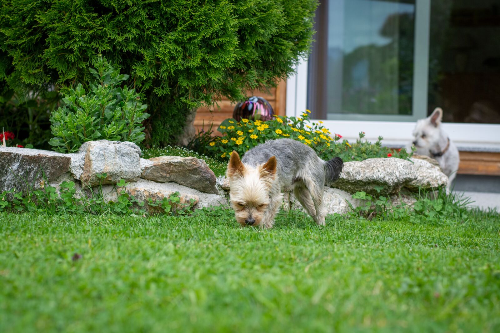 Nikon D7100 sample photo. Dog, animal, small photography