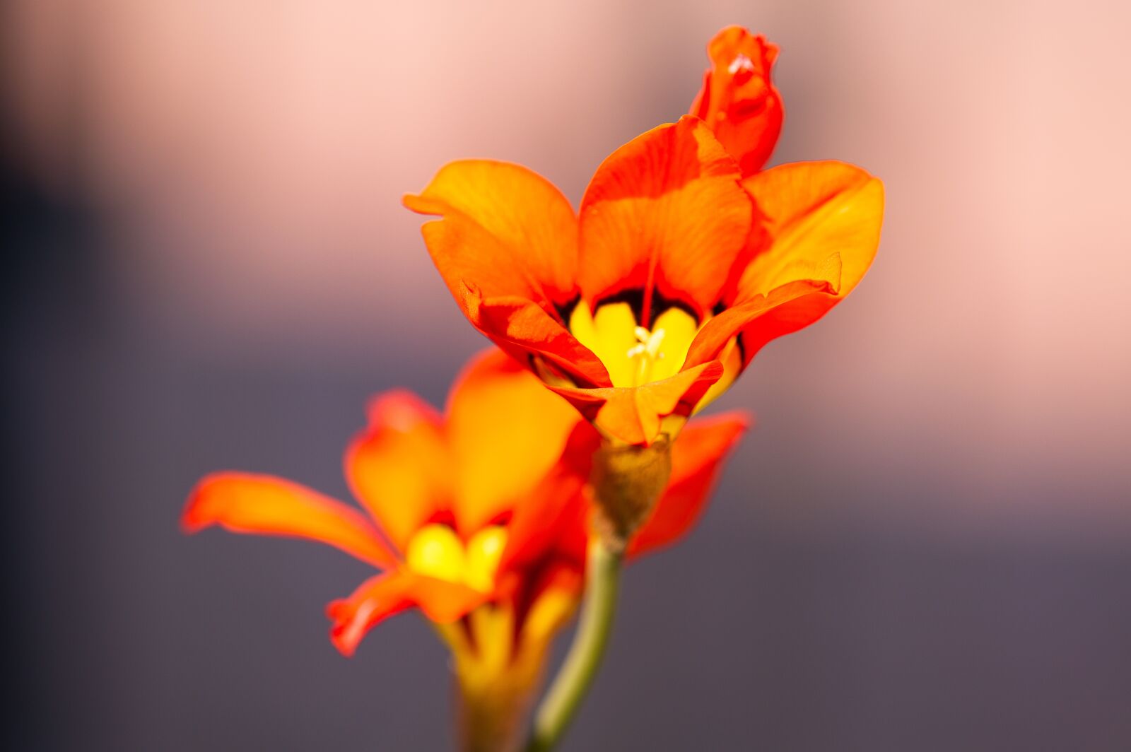 TAMRON SP 180mm F3.5 Di MACRO 1:1 B01N sample photo. Flowers, macro, nature photography