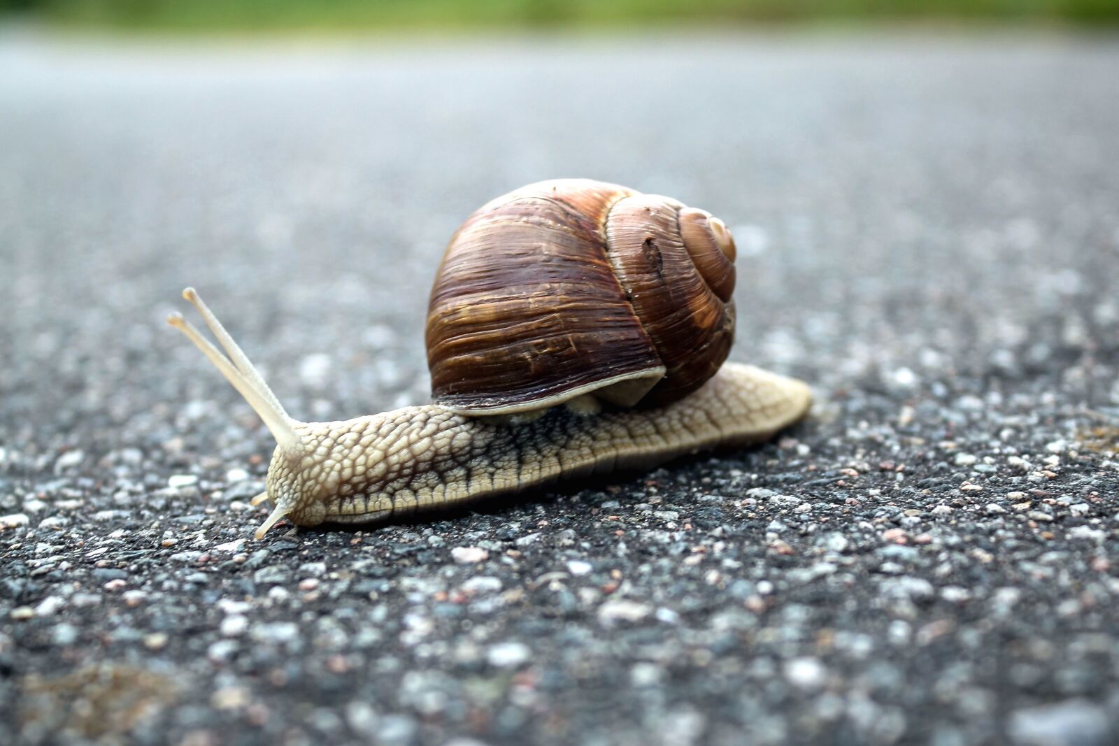 Canon EOS 1100D (EOS Rebel T3 / EOS Kiss X50) sample photo. Snail, shell, animal, asphalt photography