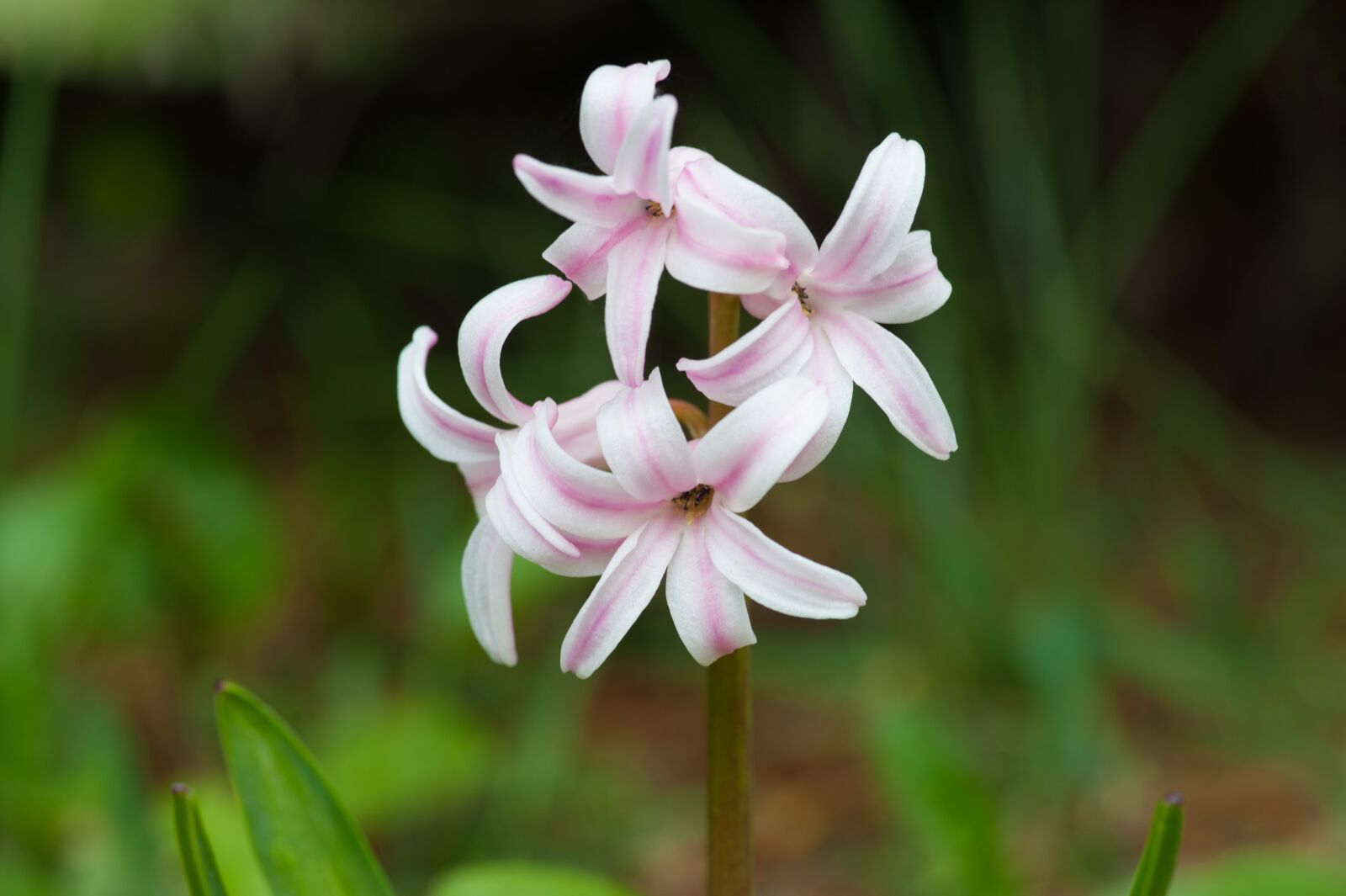 Nikon D700 sample photo. Hyacinth, flower, bloom photography