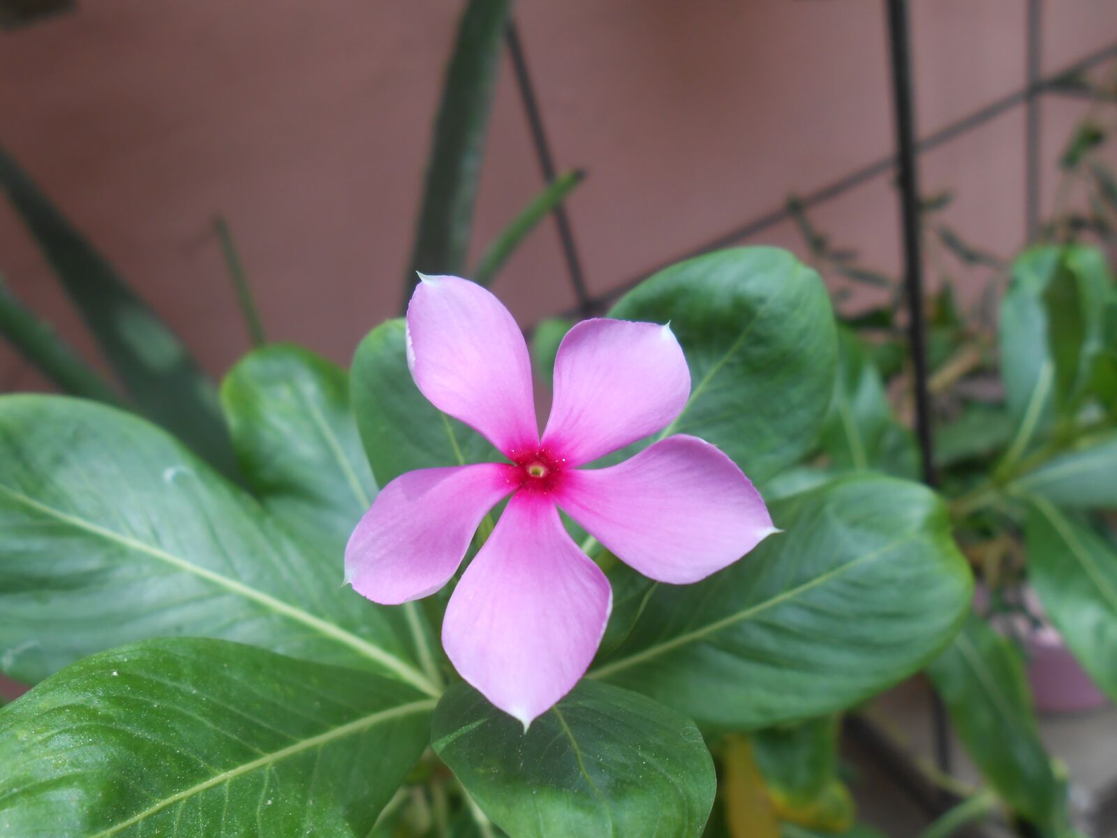 Nikon Coolpix S3300 sample photo. Flower, pink, green photography
