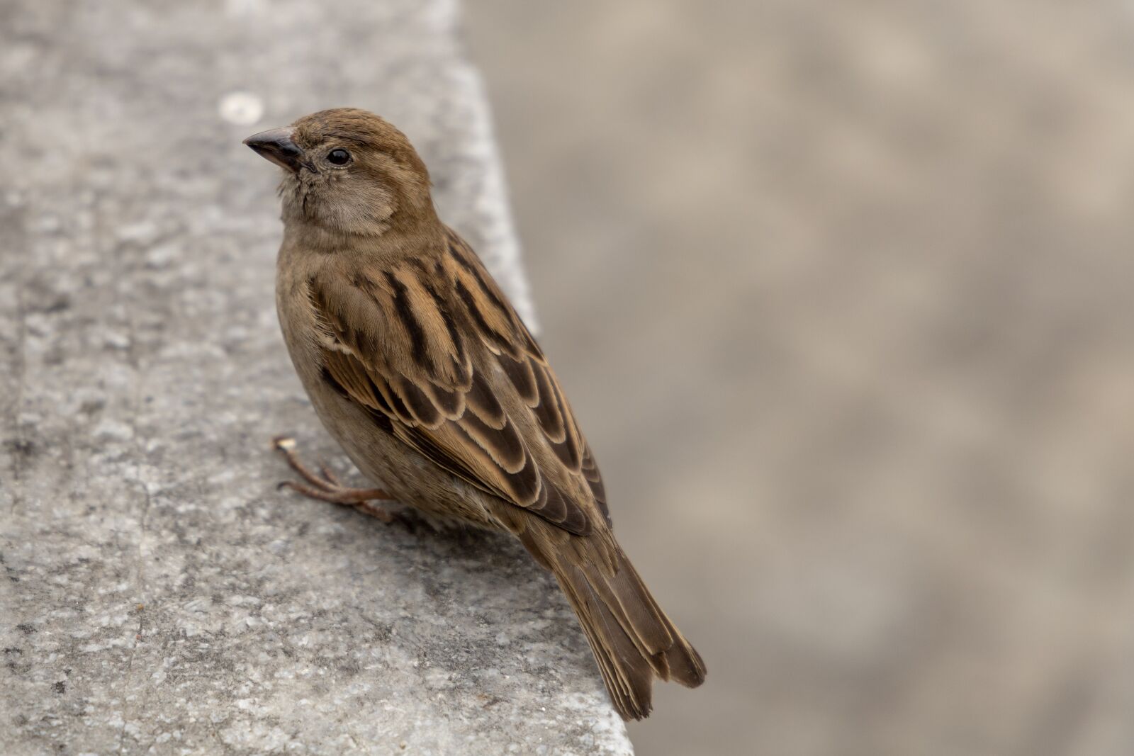 Canon EOS RP + Canon RF 24-105mm F4L IS USM sample photo. Bird, sperling, sparrow photography