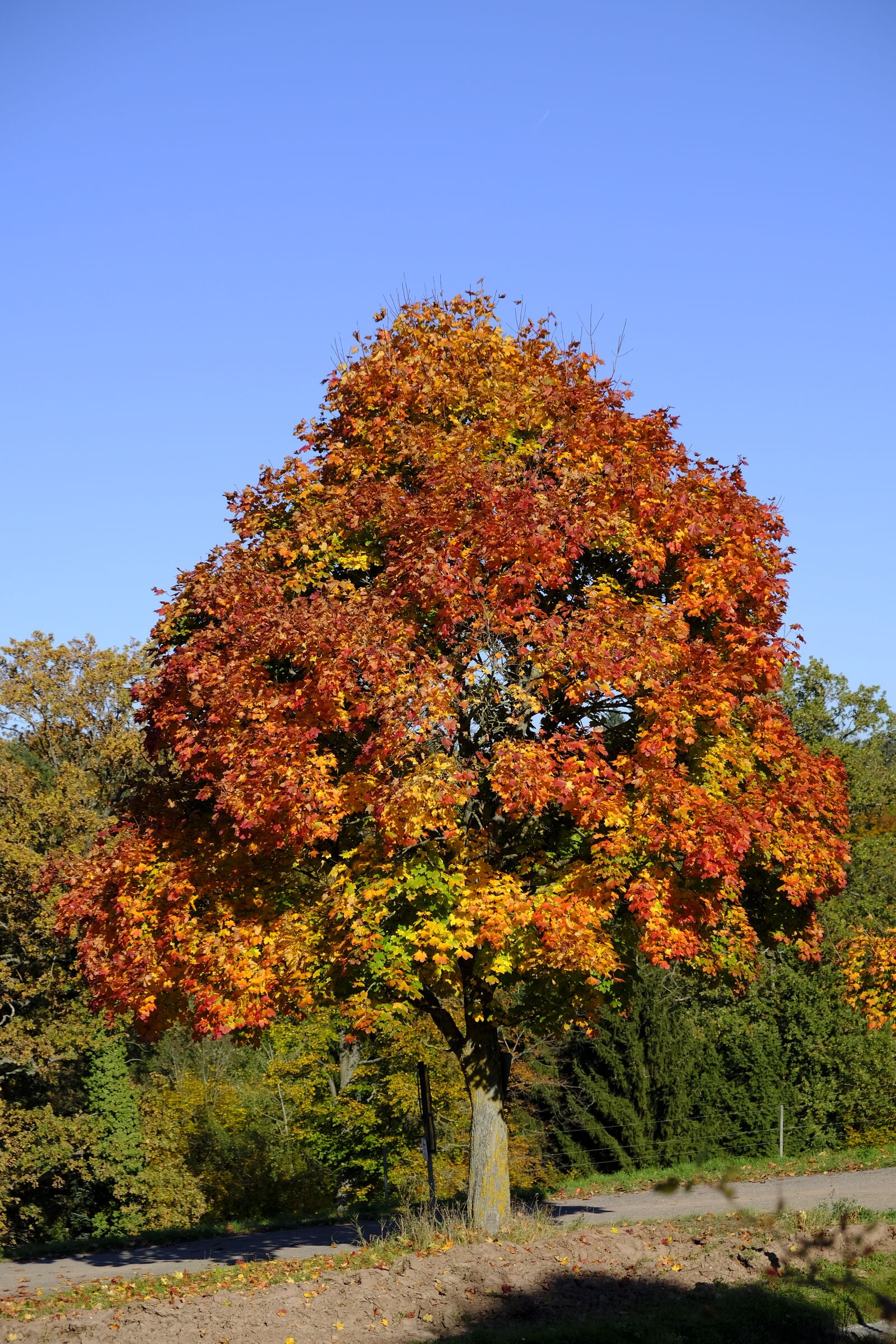 Fujifilm XF 18-55mm F2.8-4 R LM OIS sample photo. Tree, landscape, autumn photography