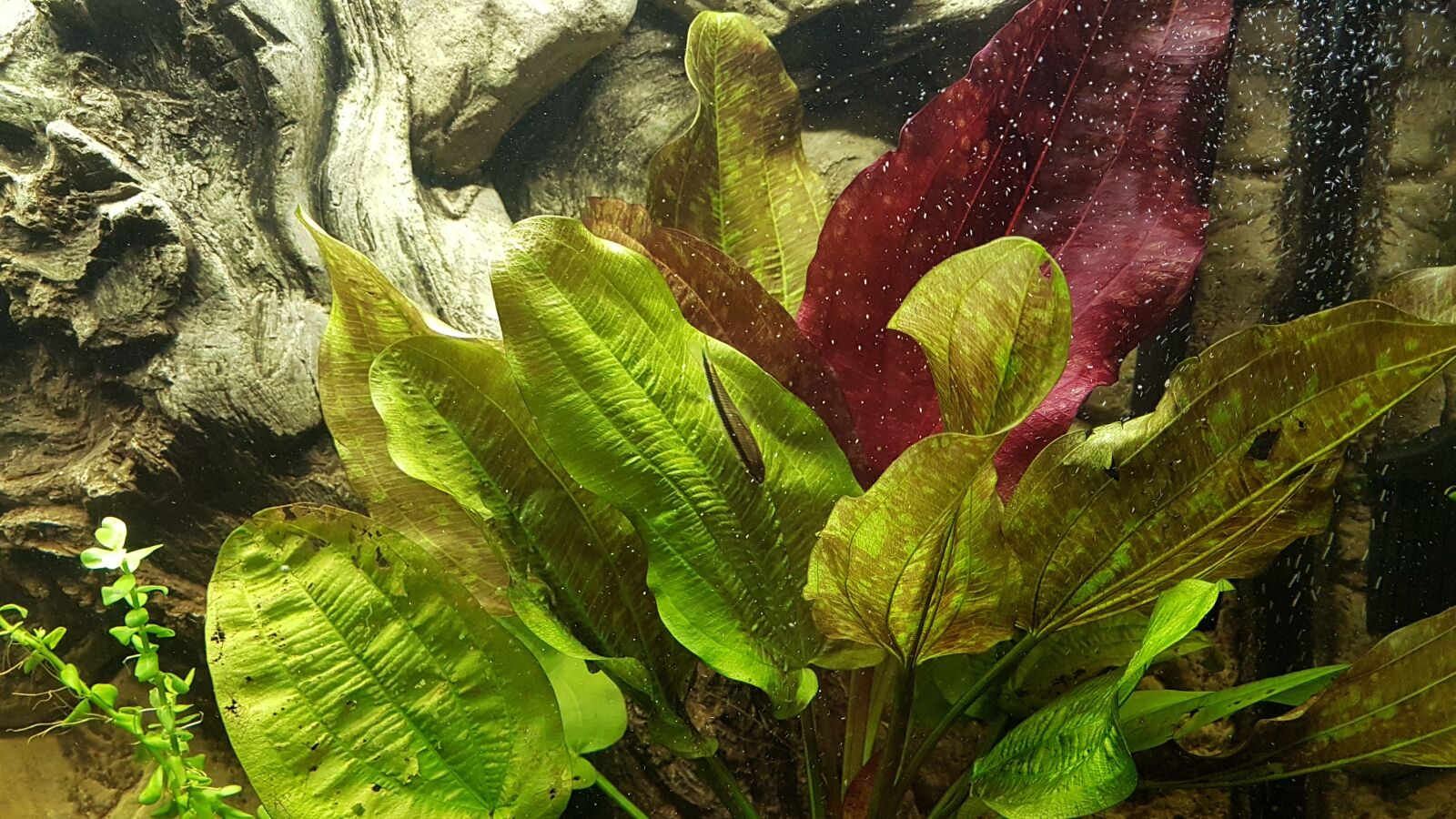 Samsung Galaxy S7 Edge sample photo. Water, plants, aquarium photography