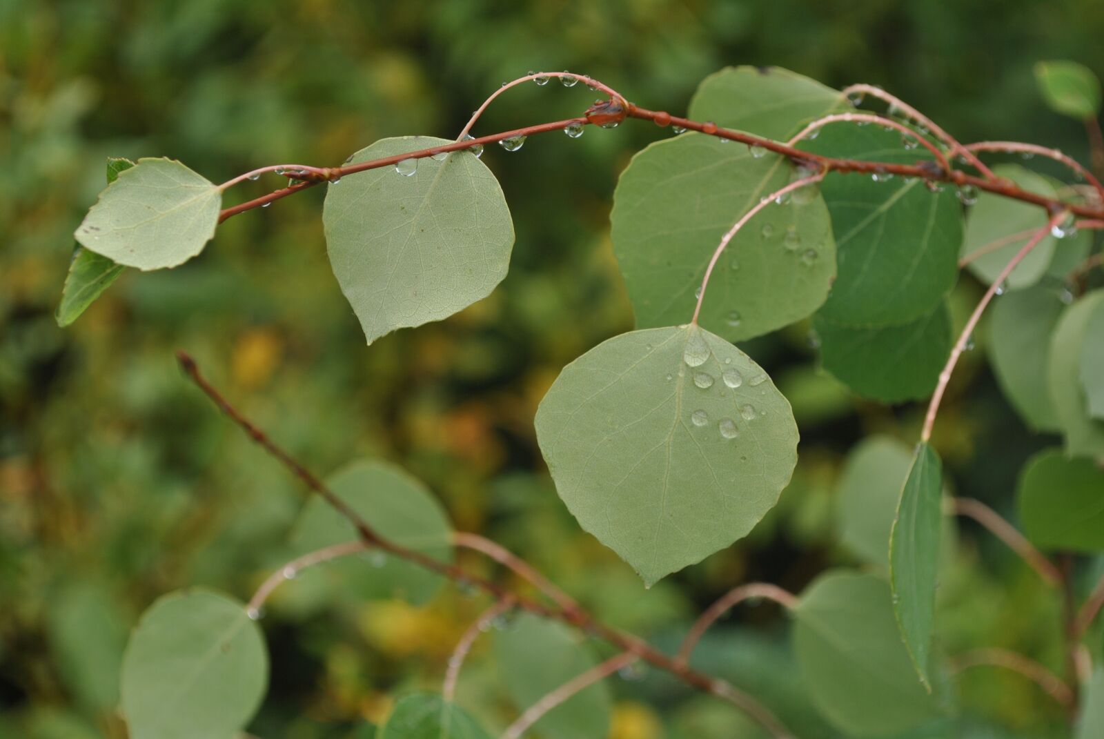 Nikon D3000 sample photo. Nature, leaves, green photography