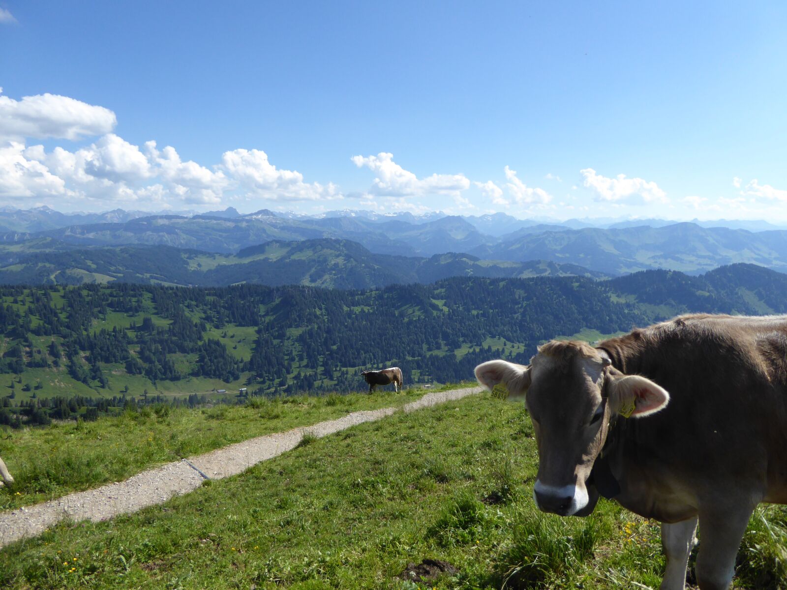 Panasonic DMC-TZ61 sample photo. Cow, mountains, allgäu photography