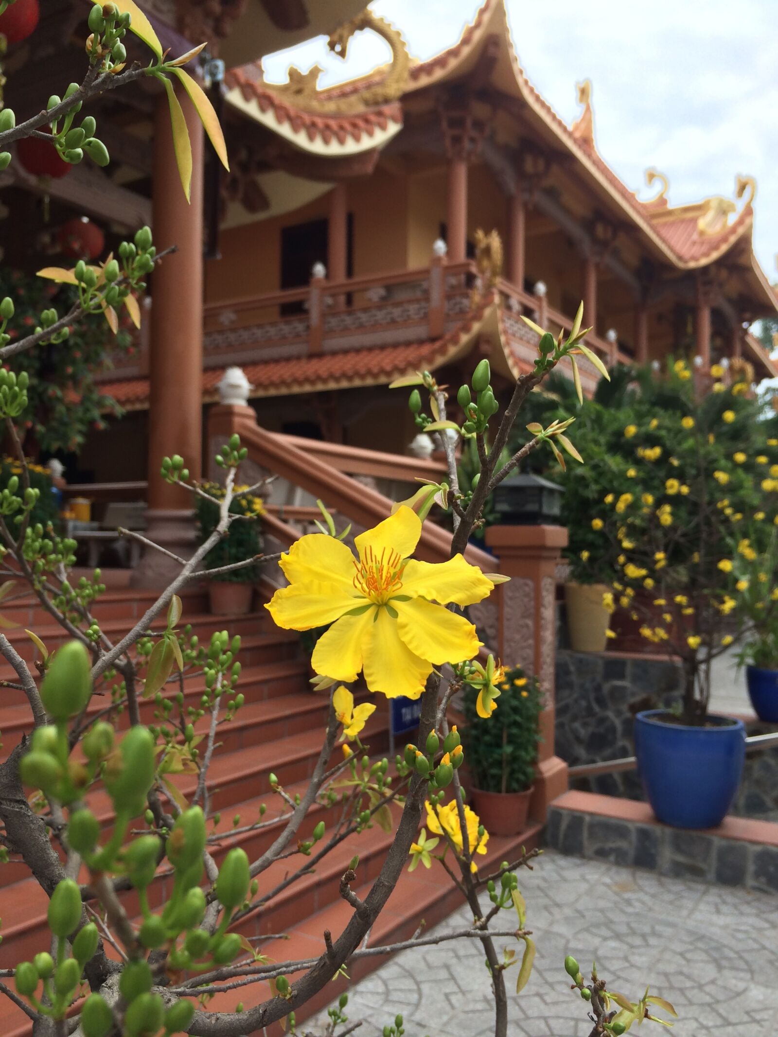 iPhone 5s back camera 4.12mm f/2.2 sample photo. Flower, garden, flora photography