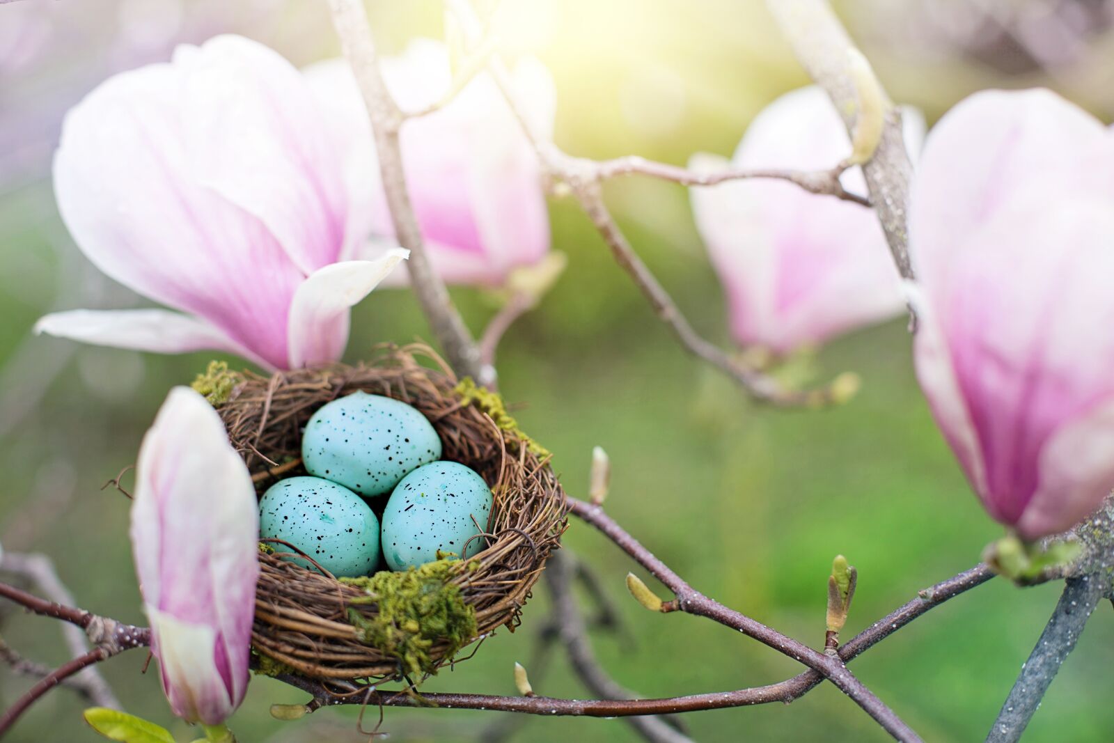 Canon EF 50mm F1.4 USM sample photo. Nest, robin eggs, eggs photography