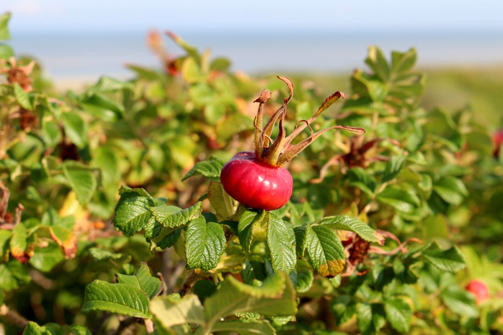 Canon EOS 700D (EOS Rebel T5i / EOS Kiss X7i) sample photo. Apple rose, langeoog, potato photography
