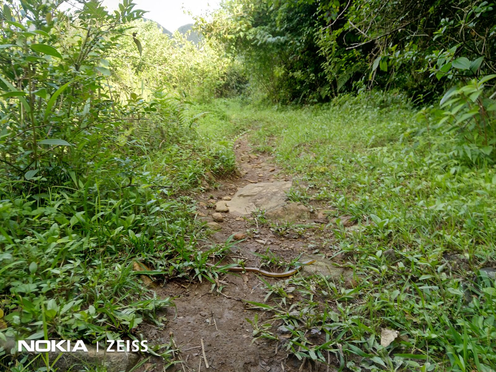 HMD Global Nokia 7 plus sample photo. Meghalaya, sacred, forest photography