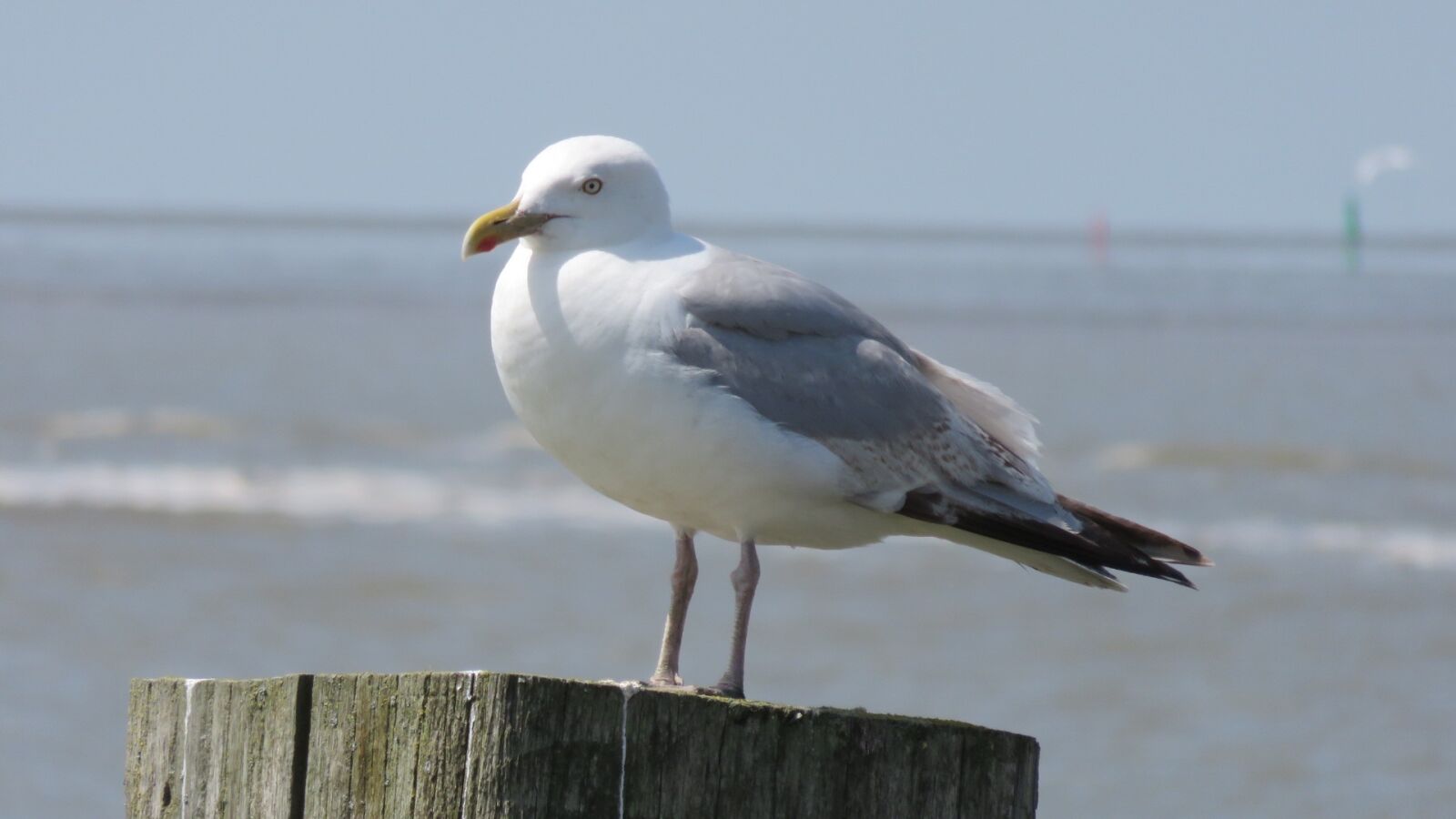 Canon PowerShot SX700 HS sample photo. Birds, seagull, sea photography