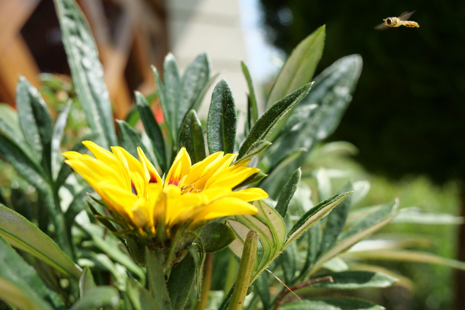 Panasonic Lumix DC-G9 sample photo. Flower, garden, spring photography