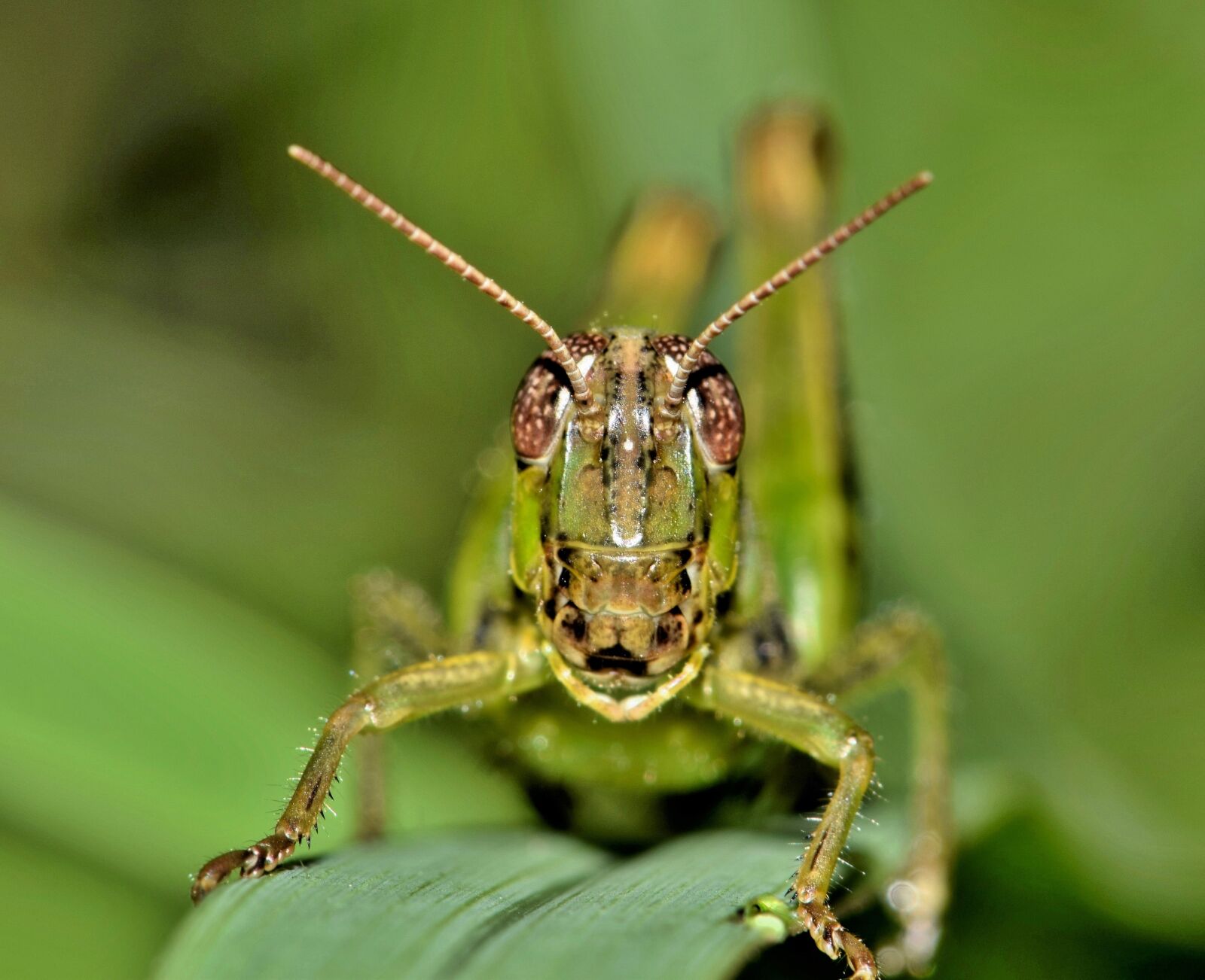 Nikon D5300 sample photo. Grasshopper, hopper, insect photography