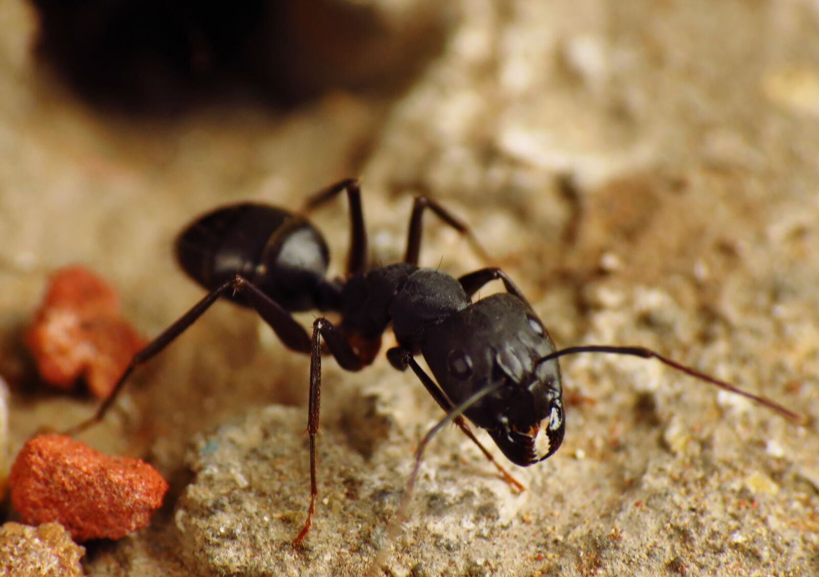 Canon PowerShot SX40 HS sample photo. Ant, raynox, lens photography
