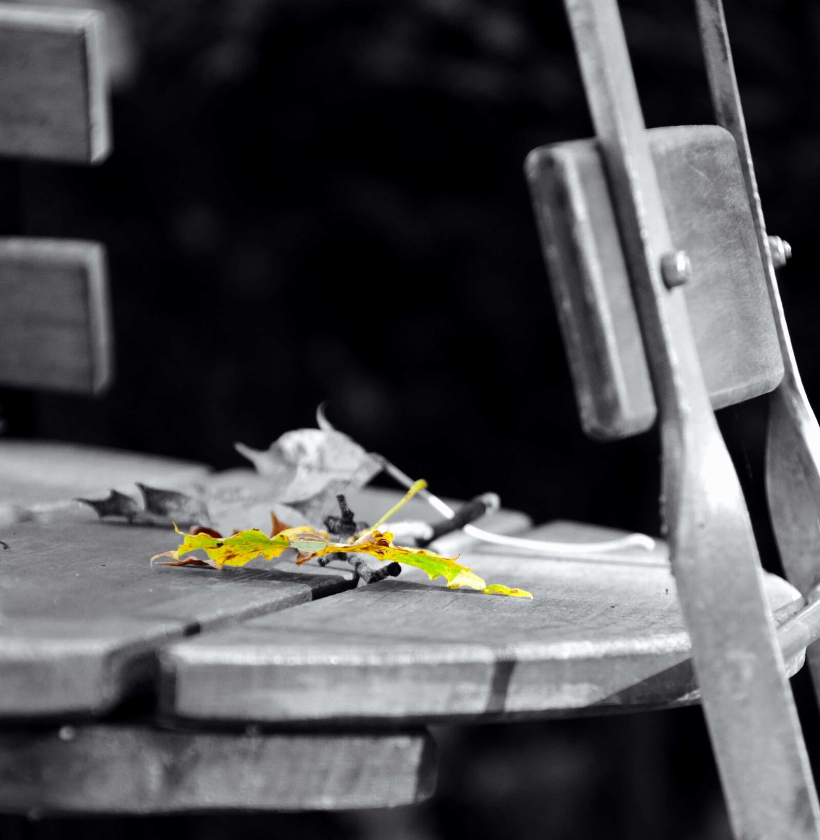Nikon D3300 sample photo. Chair, table, leaf, monochrome photography