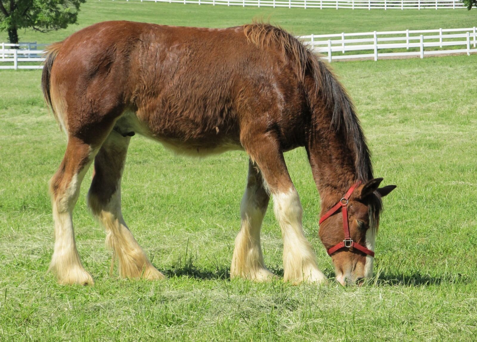 Canon PowerShot SX130 IS sample photo. Clydesdale, horse, yearling photography