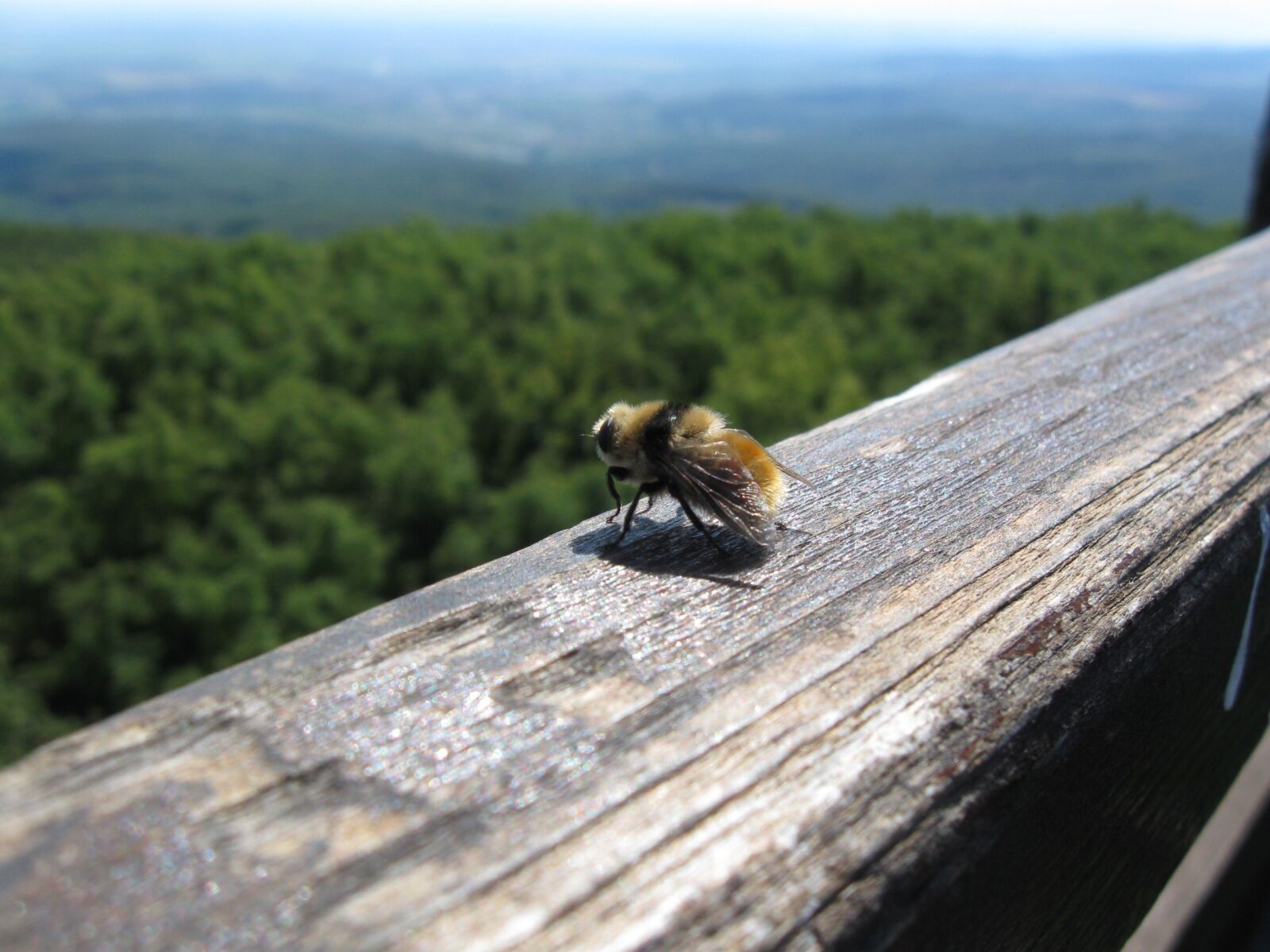 Canon PowerShot A590 IS sample photo. Bumblebee, insects, wood photography