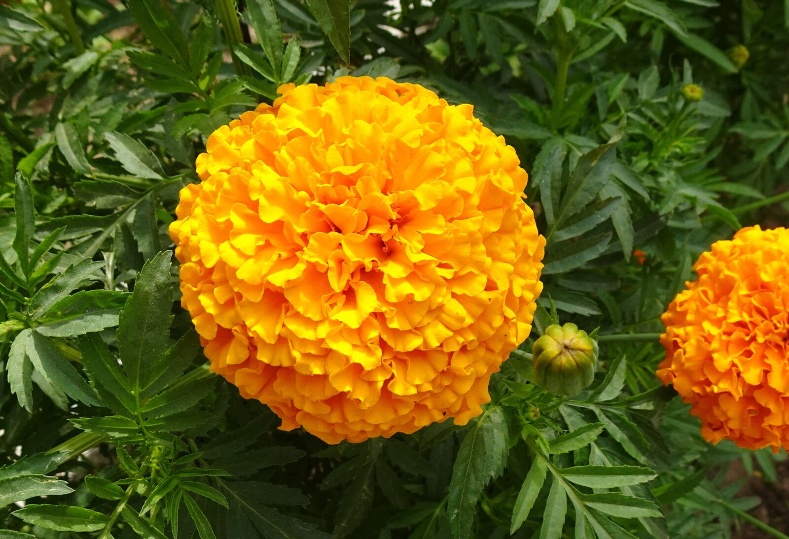 Sony DSC-WX800 sample photo. Flower, marigold, tagetes erecta photography