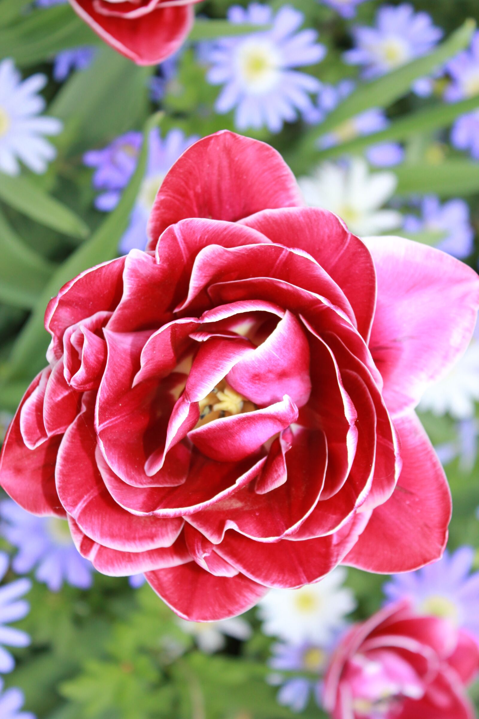Canon EOS 550D (EOS Rebel T2i / EOS Kiss X4) sample photo. Tulips, flowers, handsomely photography