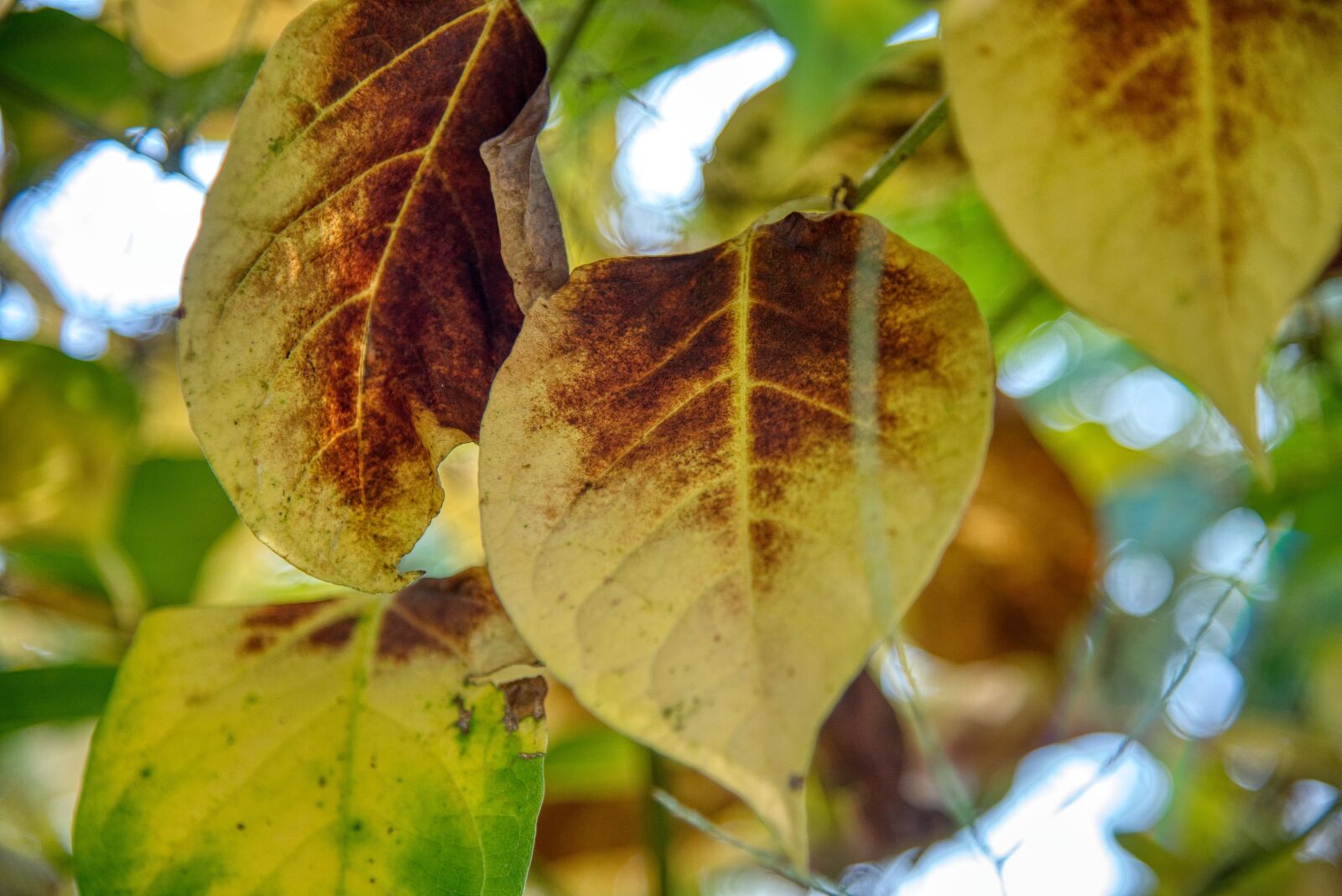 Nikon D750 sample photo. Autumn, season, fall color photography