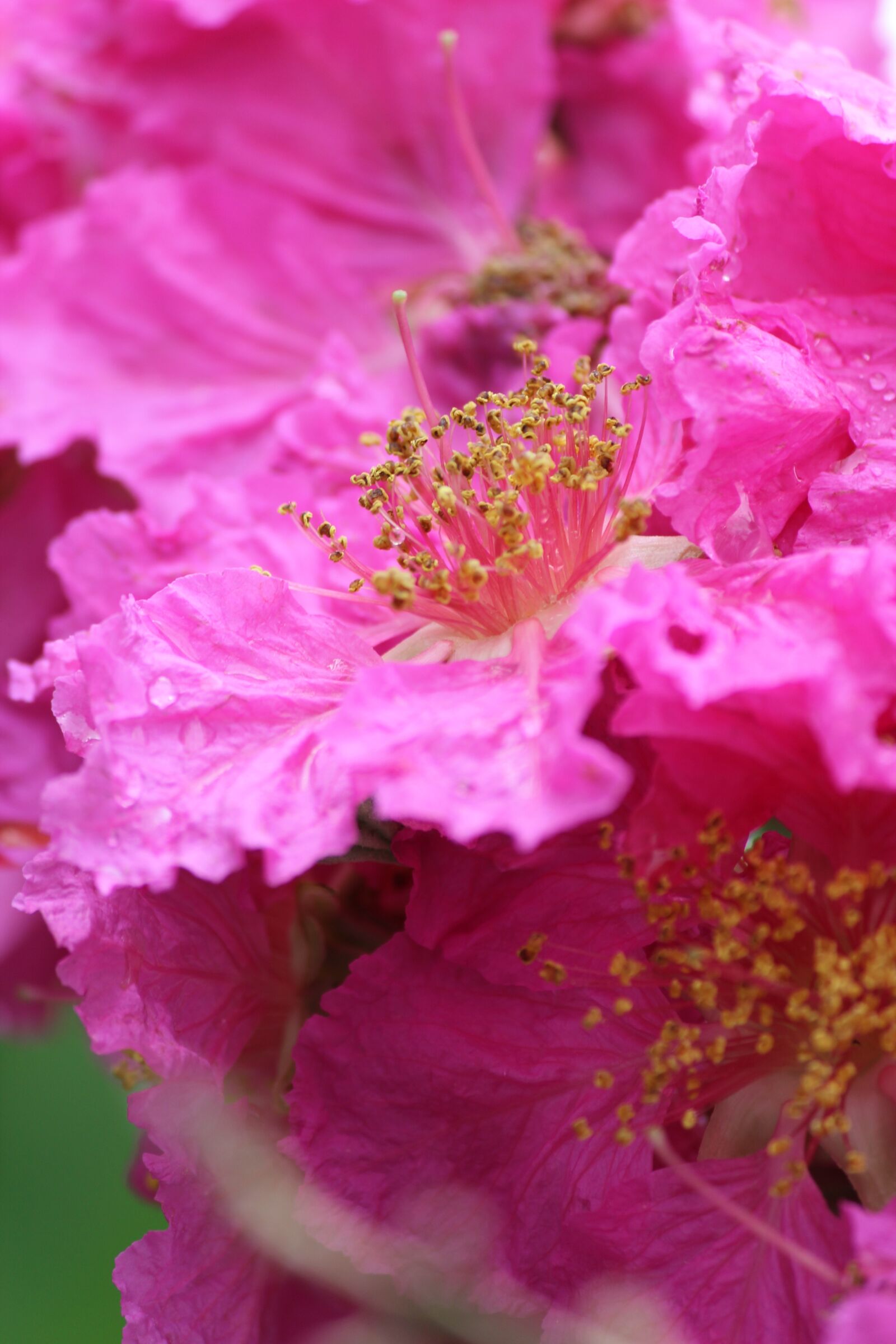 Canon EOS 1200D (EOS Rebel T5 / EOS Kiss X70 / EOS Hi) sample photo. Flowers, pollen grain, pink photography