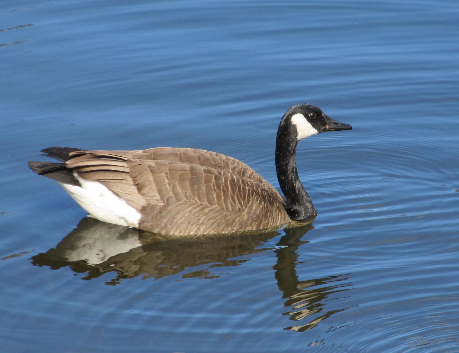 Canon PowerShot SX130 IS sample photo. Canada goose, swimming, branta photography