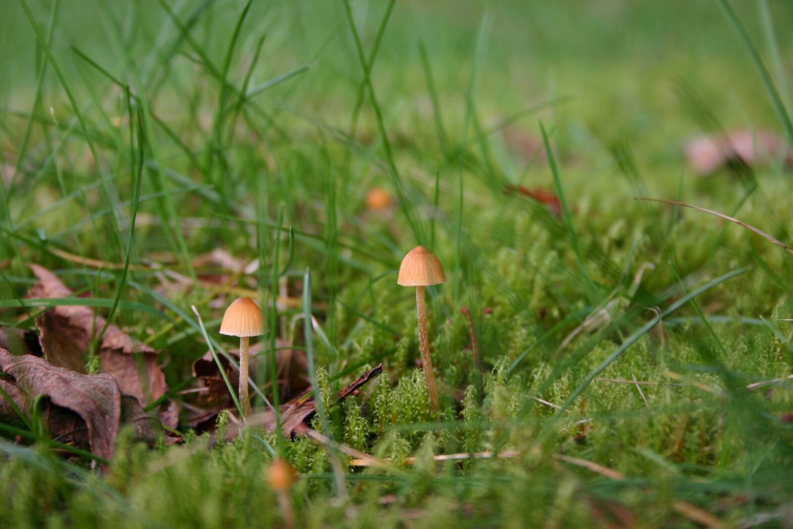 Canon EOS 300D (EOS Digital Rebel / EOS Kiss Digital) sample photo. Mushrooms, green, nature photography