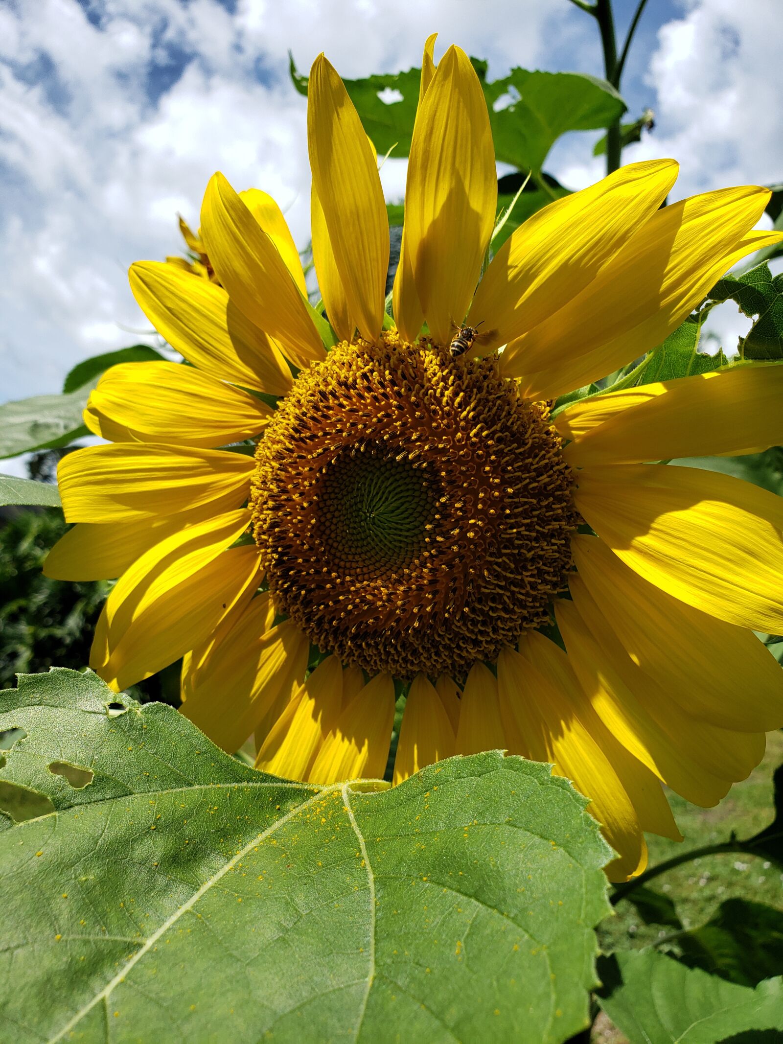 Samsung Galaxy S9 sample photo. Sunflower, yellow, bloom photography