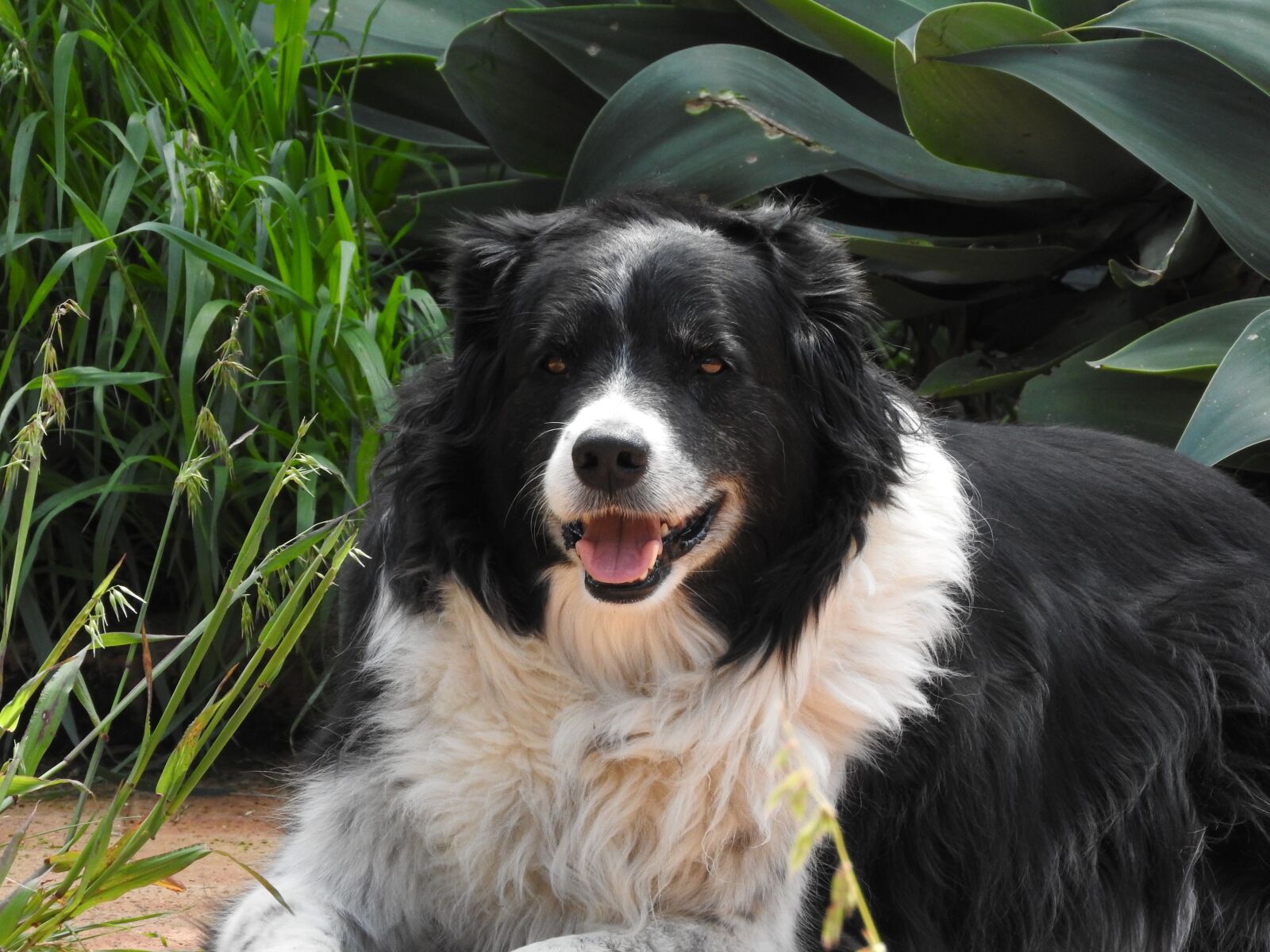 Nikon Coolpix P610 sample photo. Dog, pet, puppy photography