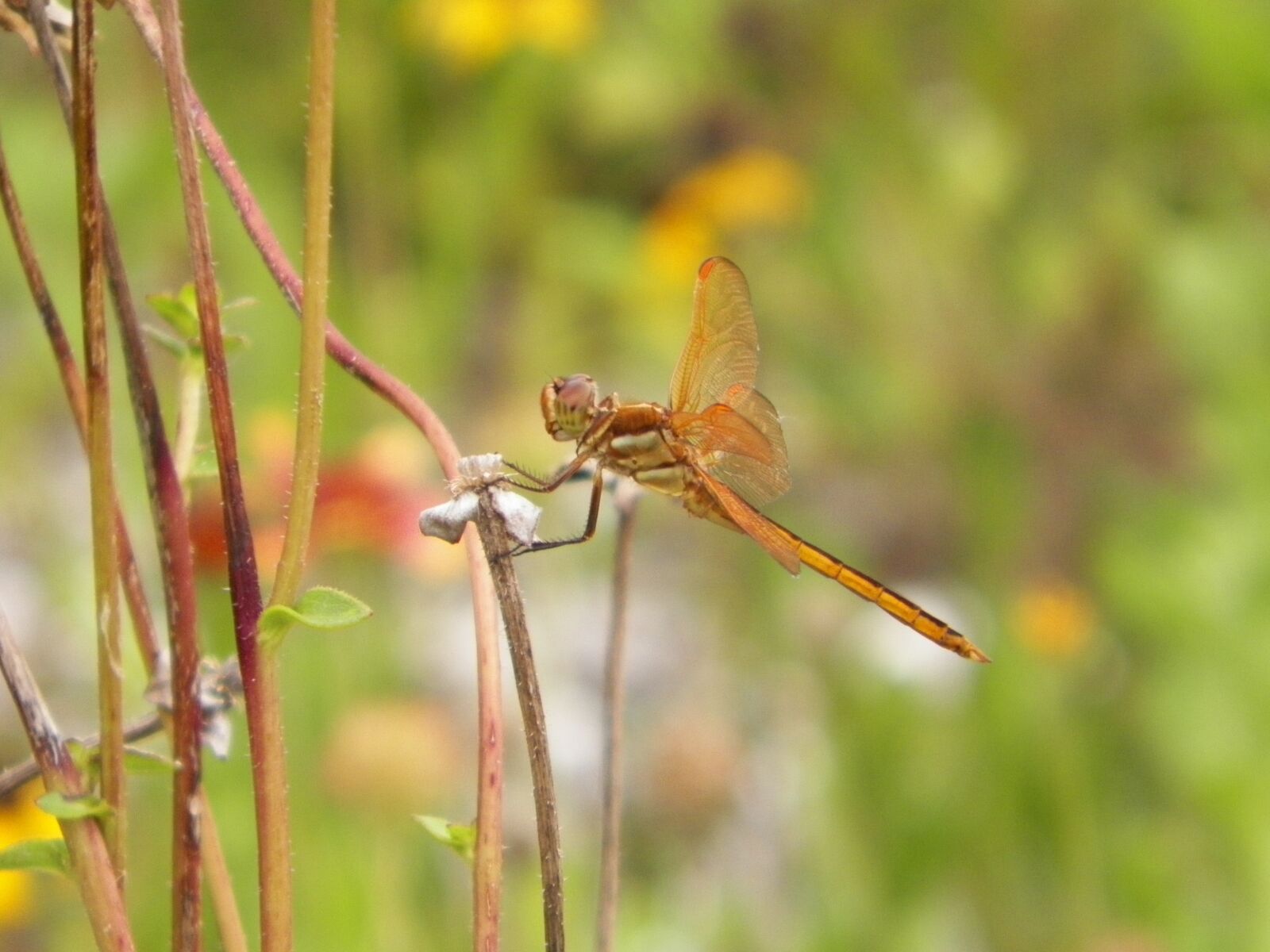 Kodak EASYSHARE Z5010 DIGITAL CAMERA sample photo. Insect, dragonfly, nature photography