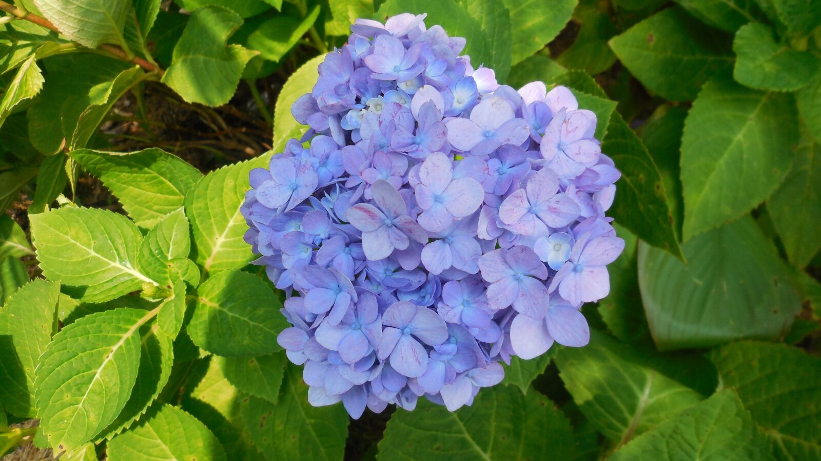 Nikon Coolpix S6400 sample photo. Hydrangea, flower, blue photography