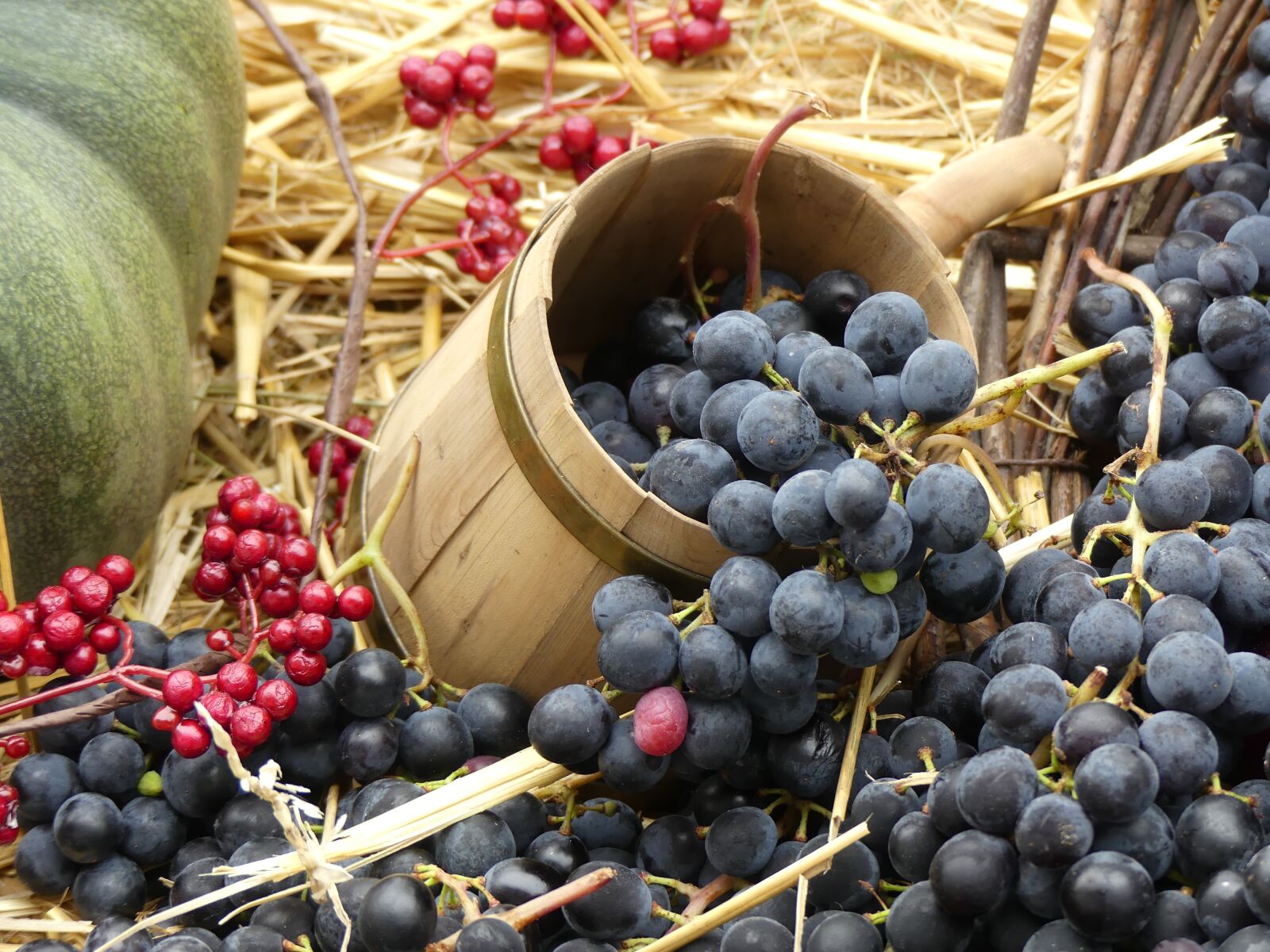 Panasonic Lumix DMC-FZ300 sample photo. Grapes, wine, harvest photography