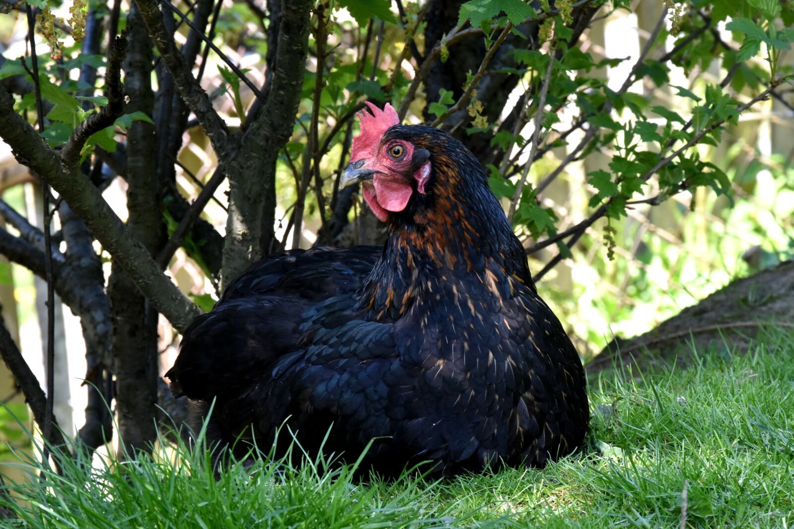 Nikon D7200 sample photo. The hen, chicken, village photography