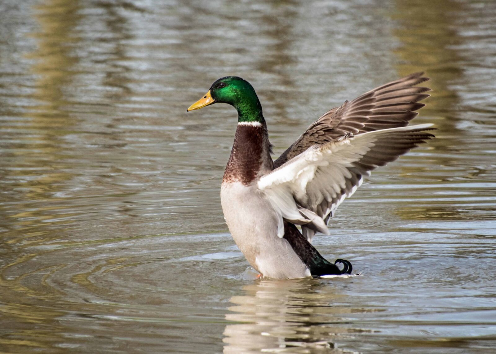 Nikon D500 sample photo. Colorful duck, wildlife, bird photography