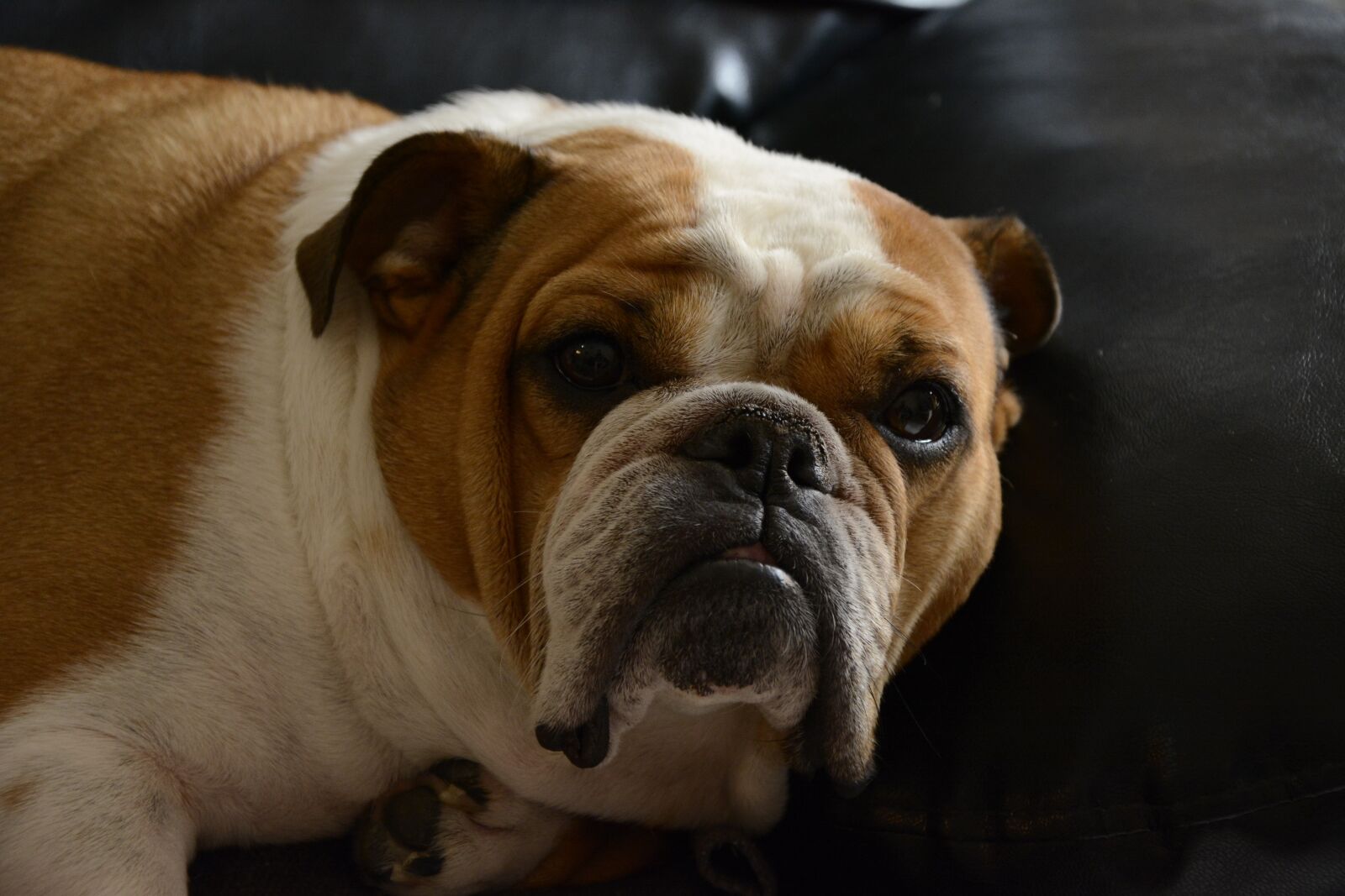 Nikon D7100 sample photo. Pet, pet animal, domestic photography