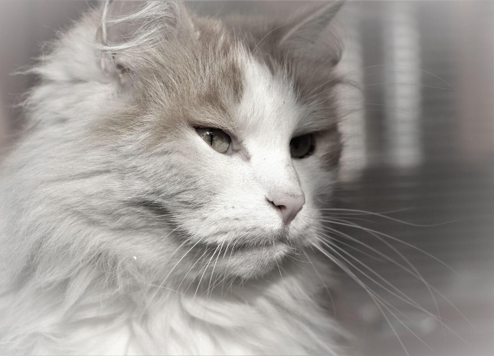 Canon EOS 7D Mark II sample photo. Cat, eyes, pet photography