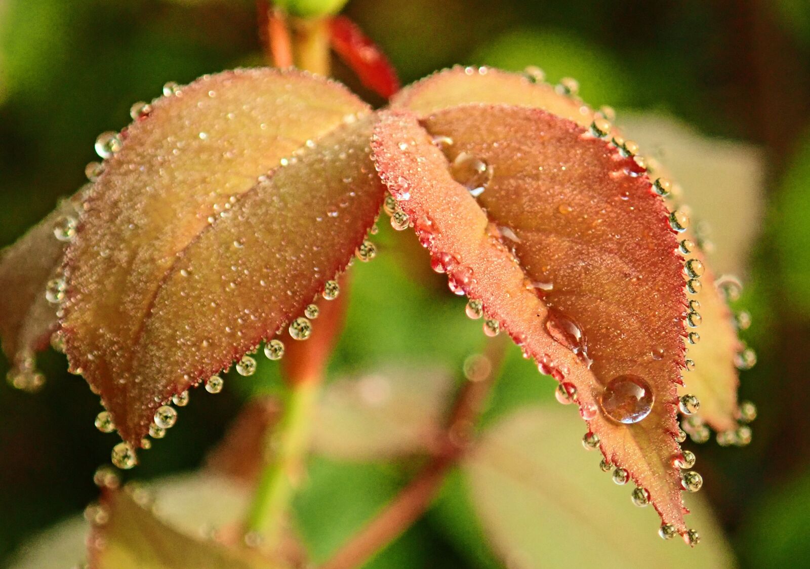 Olympus TG-5 sample photo. Leaves, raindrops, rose photography