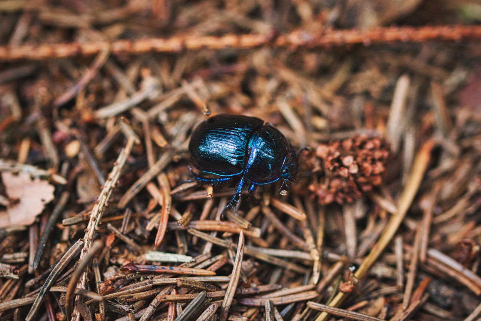 Canon EOS 70D + Canon TAMRON SP 90mm F/2.8 Di VC USD MACRO1:1 F004 sample photo. Beetle, forest floor, insect photography