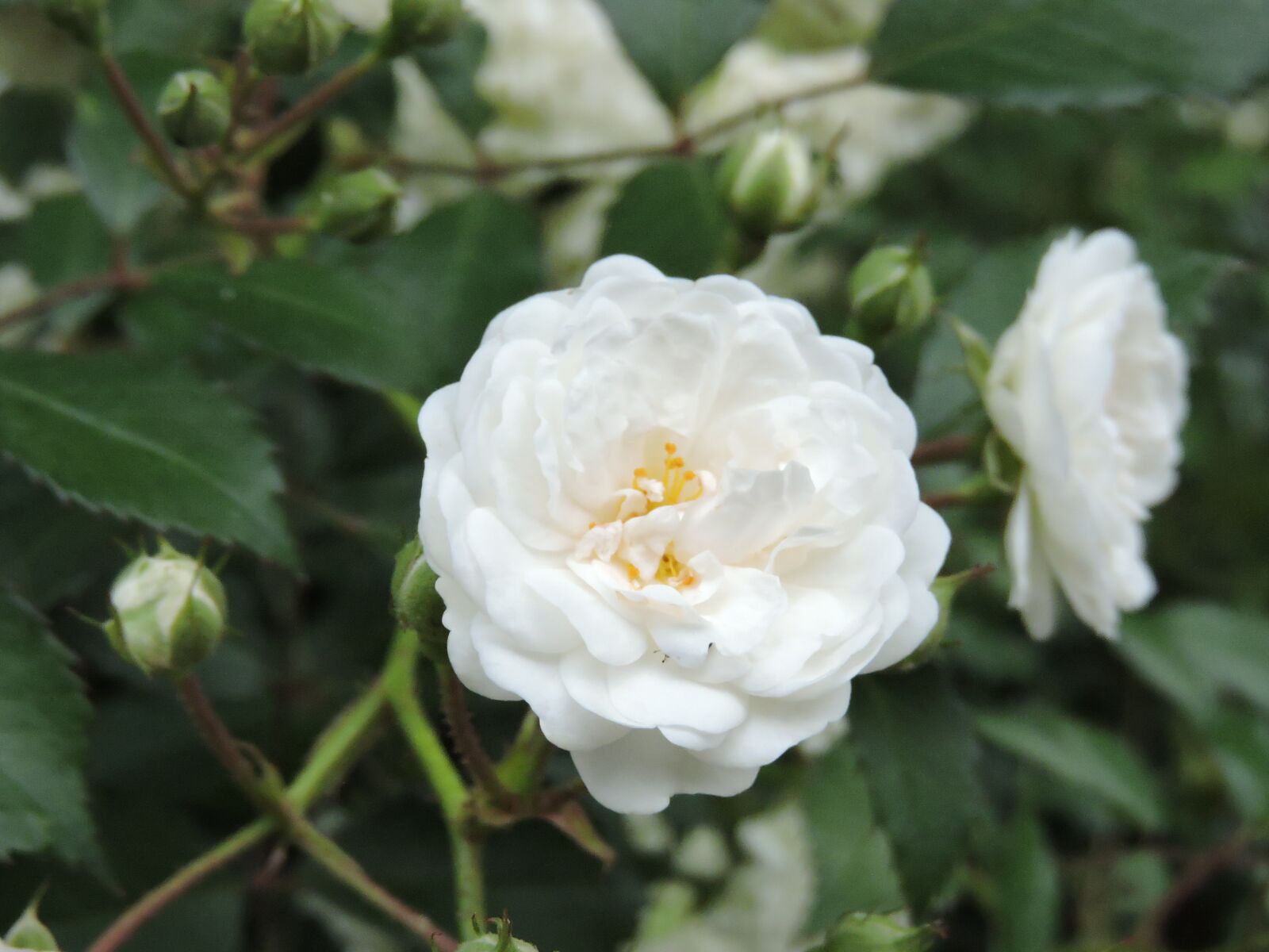 Nikon Coolpix P600 sample photo. Flower, white, green photography