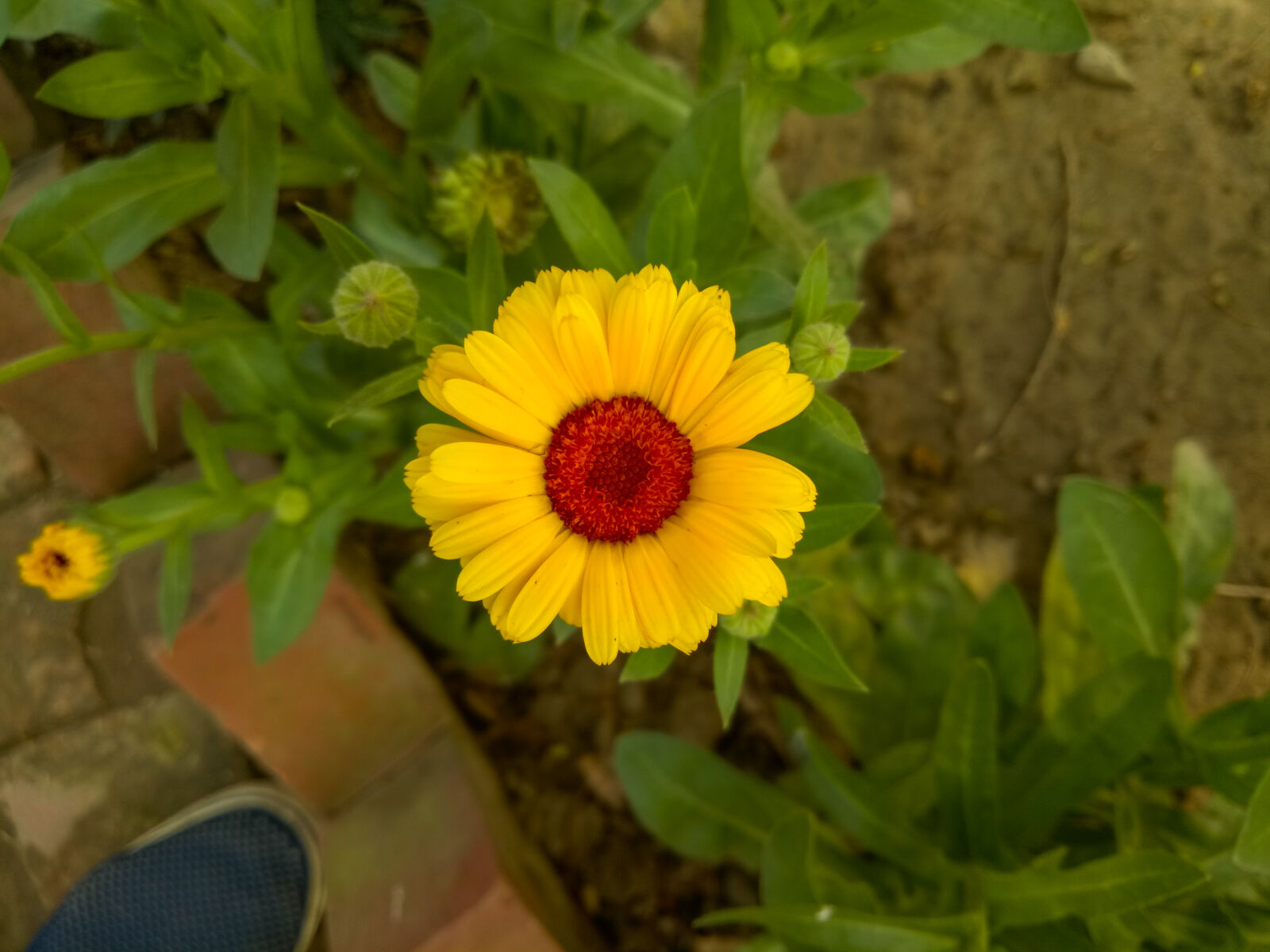OPPO A1601 sample photo. Flowers, rose photography