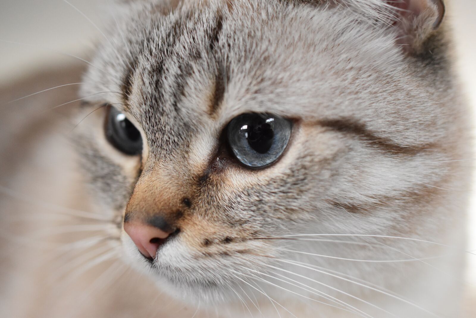 Nikon D5600 sample photo. Cat, animal, blue eyes photography