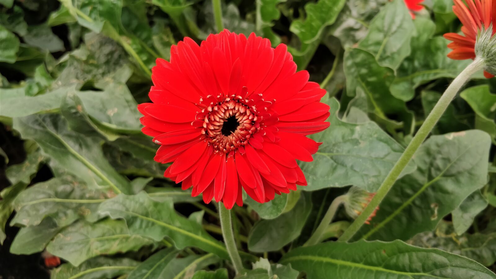 OnePlus 5 sample photo. Flower, flora, nature photography