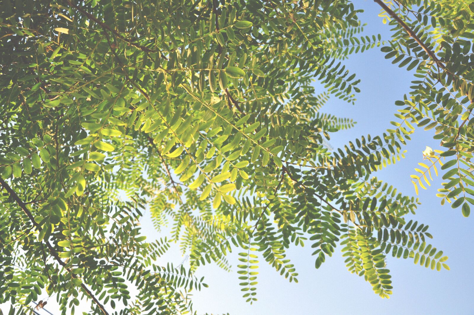 Nikon D90 sample photo. Autumn leaves, blue sky photography