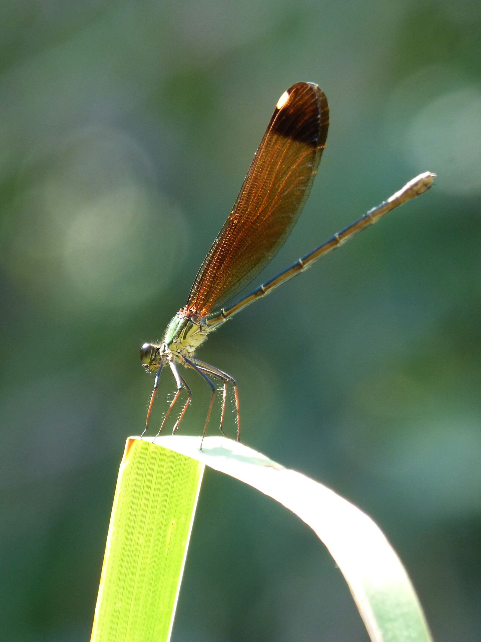 Panasonic DMC-FZ62 sample photo. Dragonfly, damselfly, calopteryx xanthostoma photography