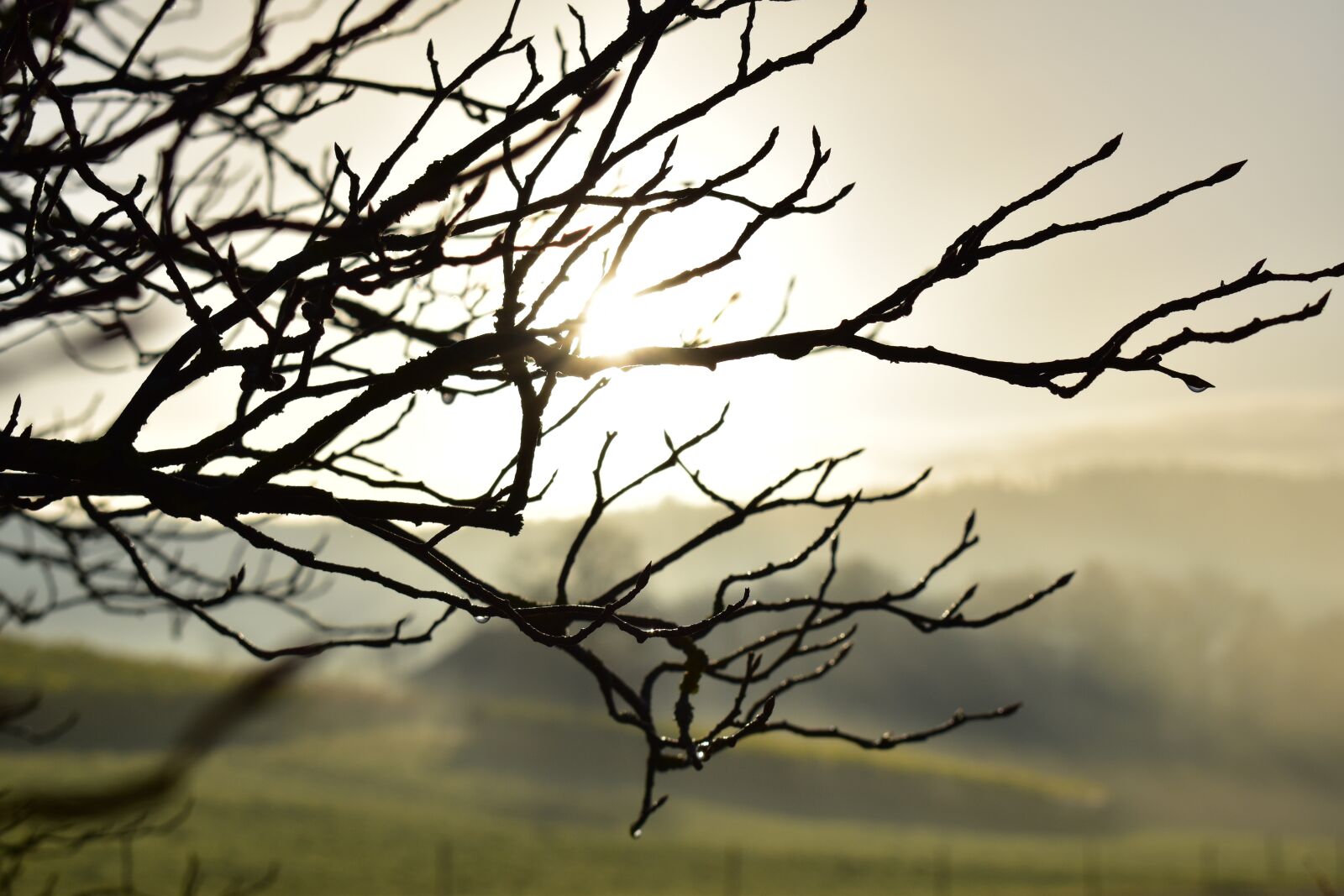 Nikon D5500 sample photo. Landscape, fog, morning sun photography