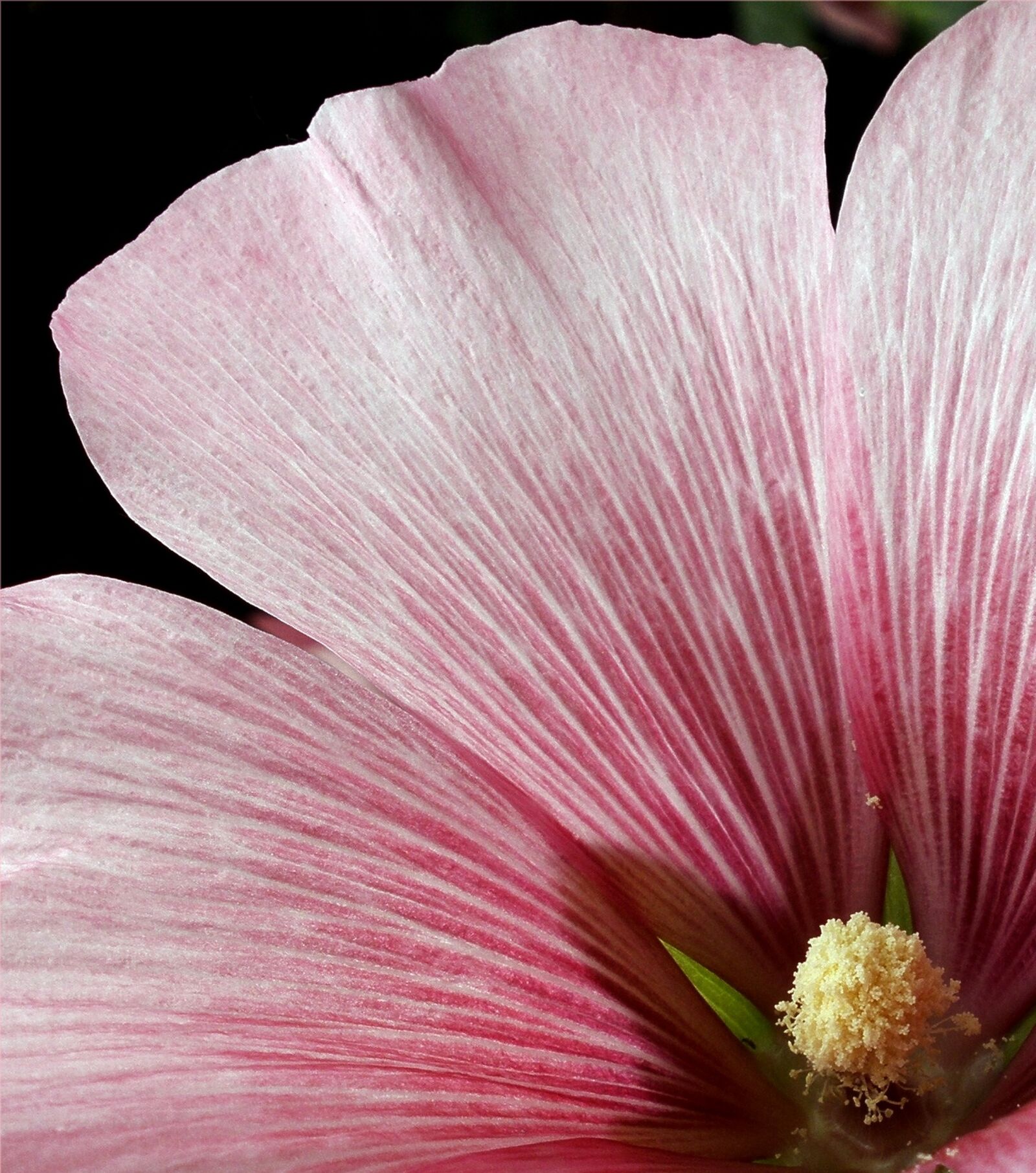 Olympus FE340,X855,C560 sample photo. Flower, nature, garden photography