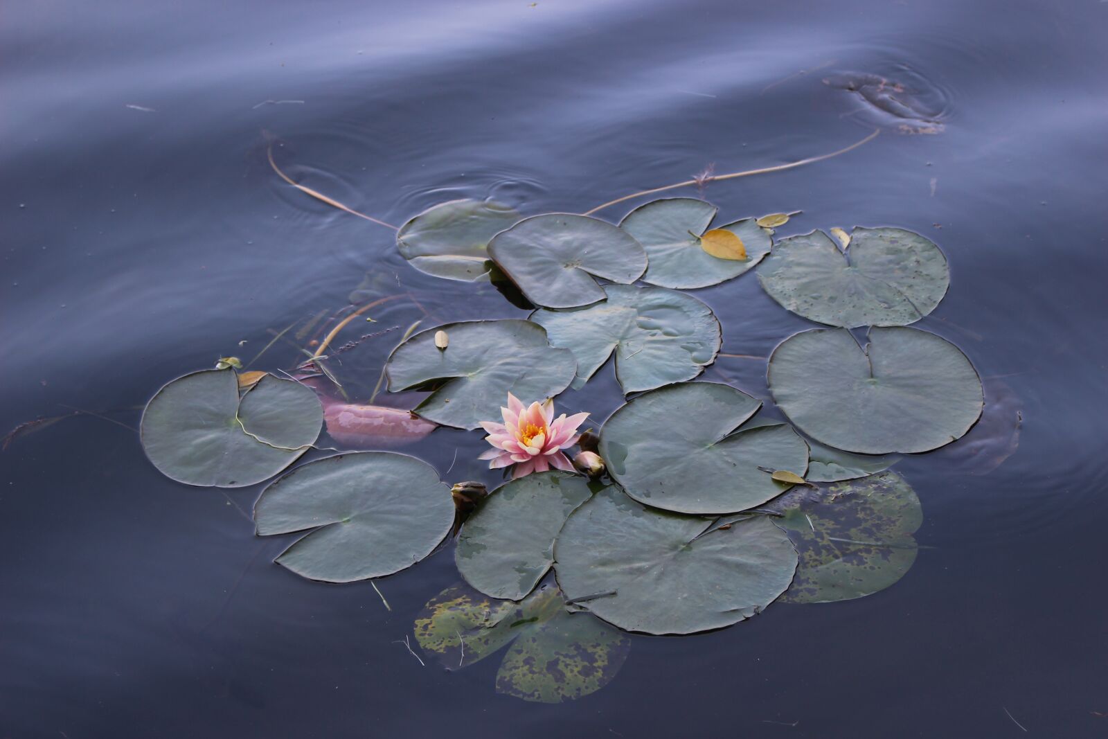 Canon EOS 100D (EOS Rebel SL1 / EOS Kiss X7) sample photo. Lotus, flower, views photography