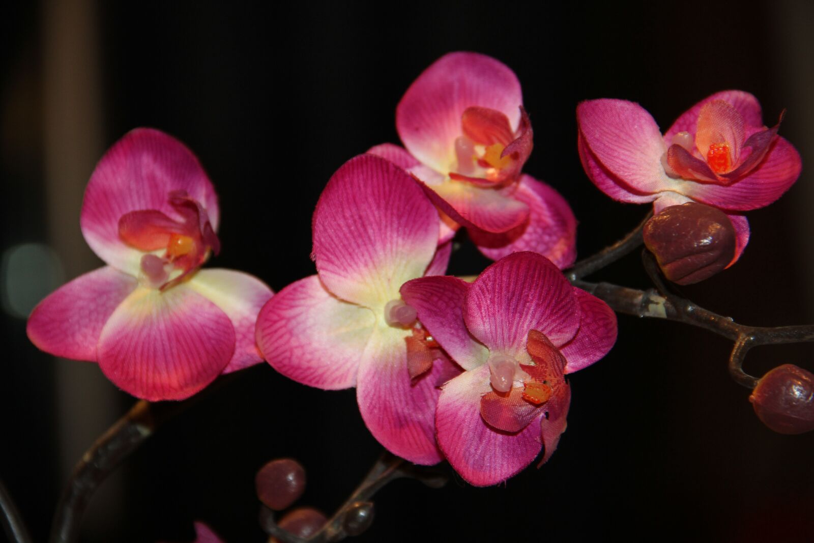 Canon EOS 7D sample photo. Orchid, flower, nature photography