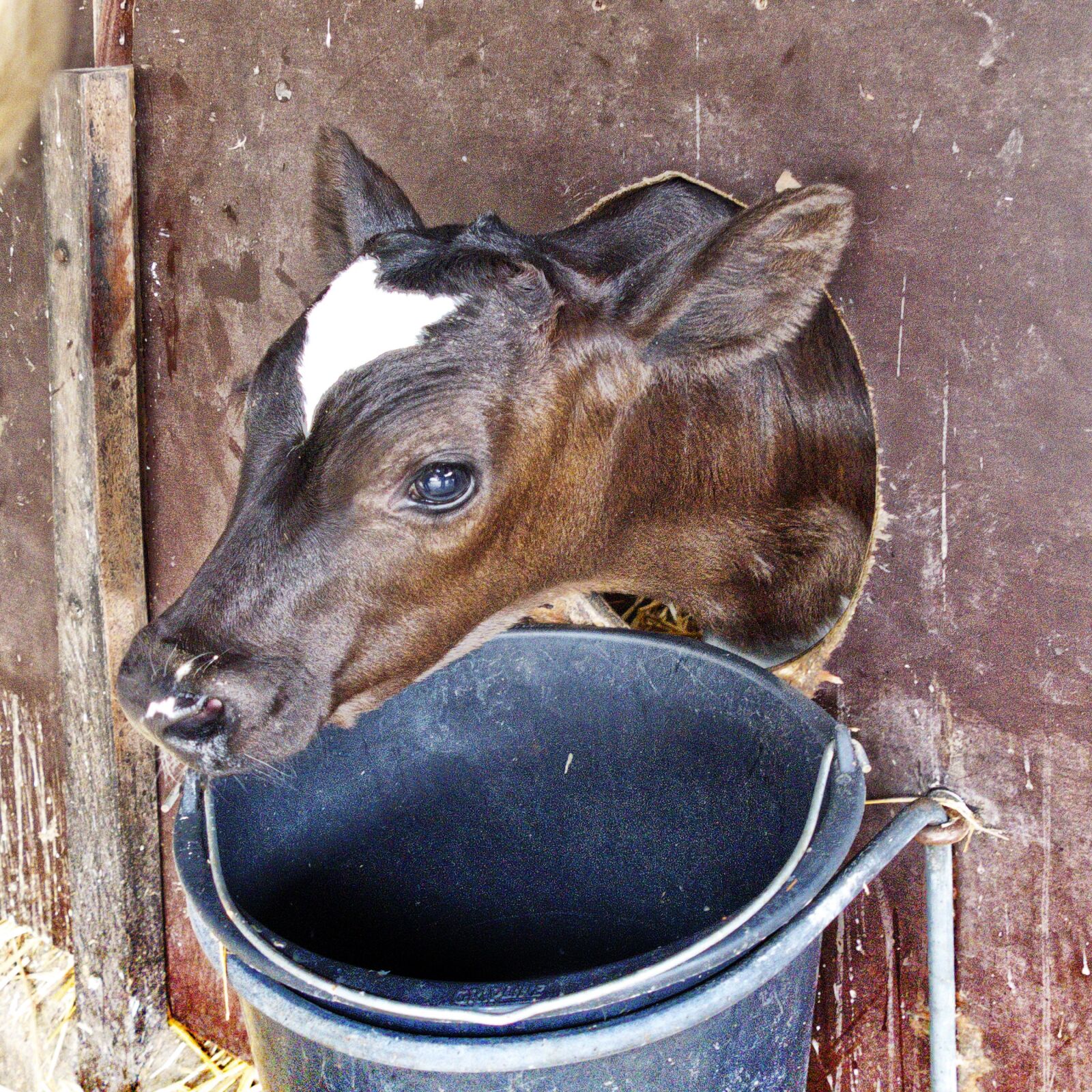 Panasonic Lumix DMC-FZ1000 sample photo. Calf, kälberbox, beef photography